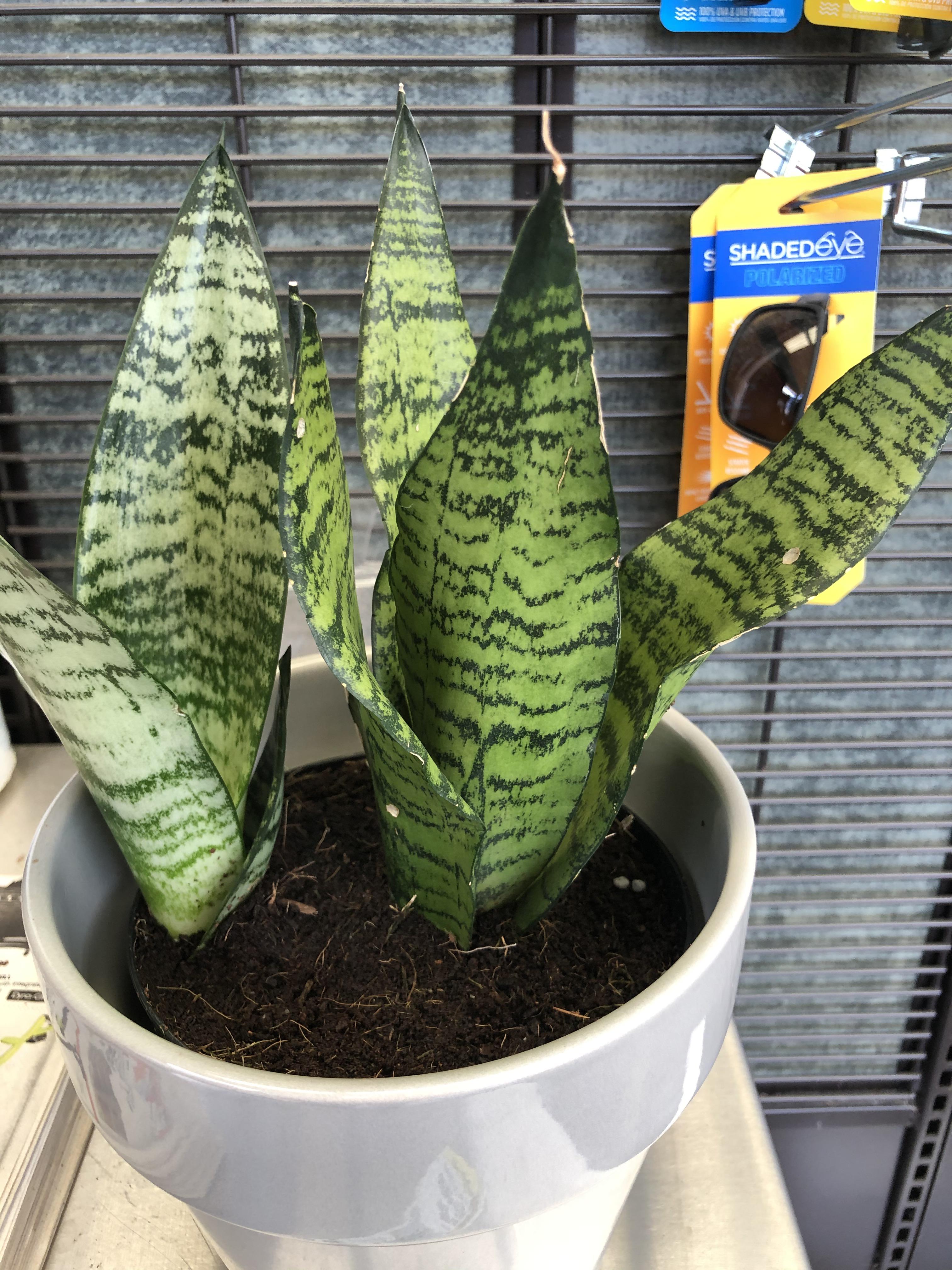 Any advices for an overwatered Snake plant? It doesn’t seem too bad but