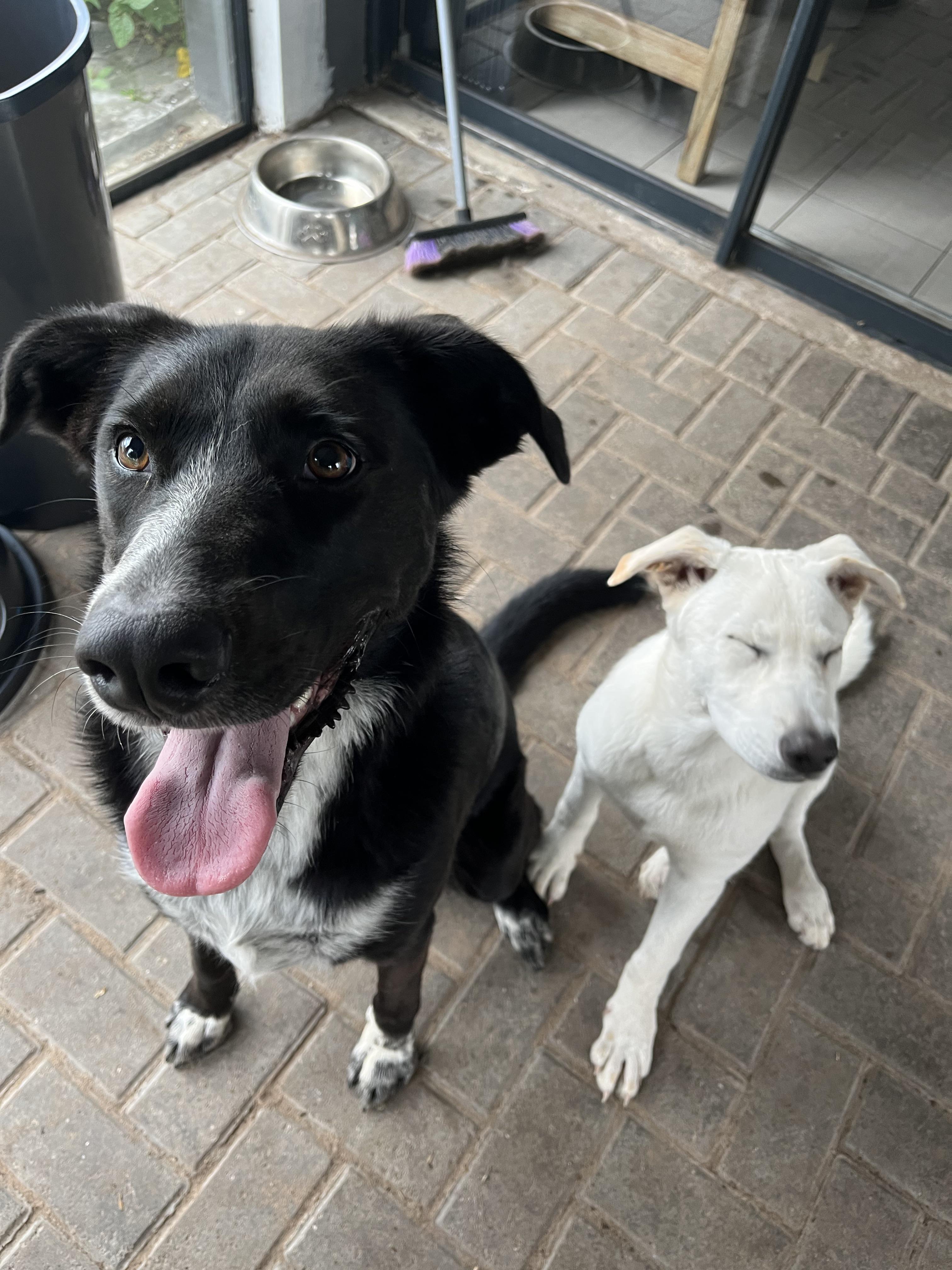 My dog stepped on a bee. WhatsWrongWithYourDog