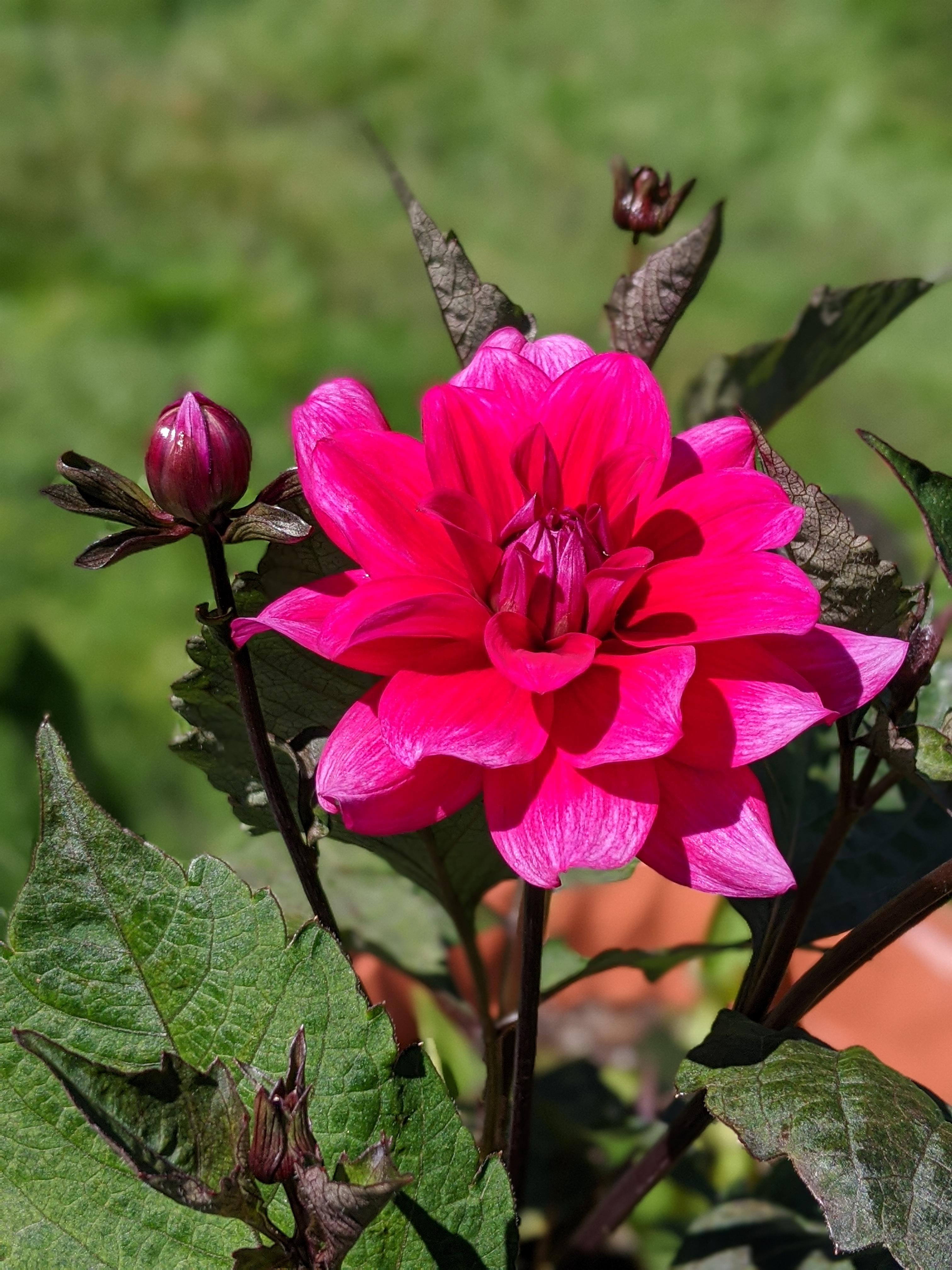 "Sayonara" in all its vivid glory! 3" blooms, Dark foliage. Zone 8b
