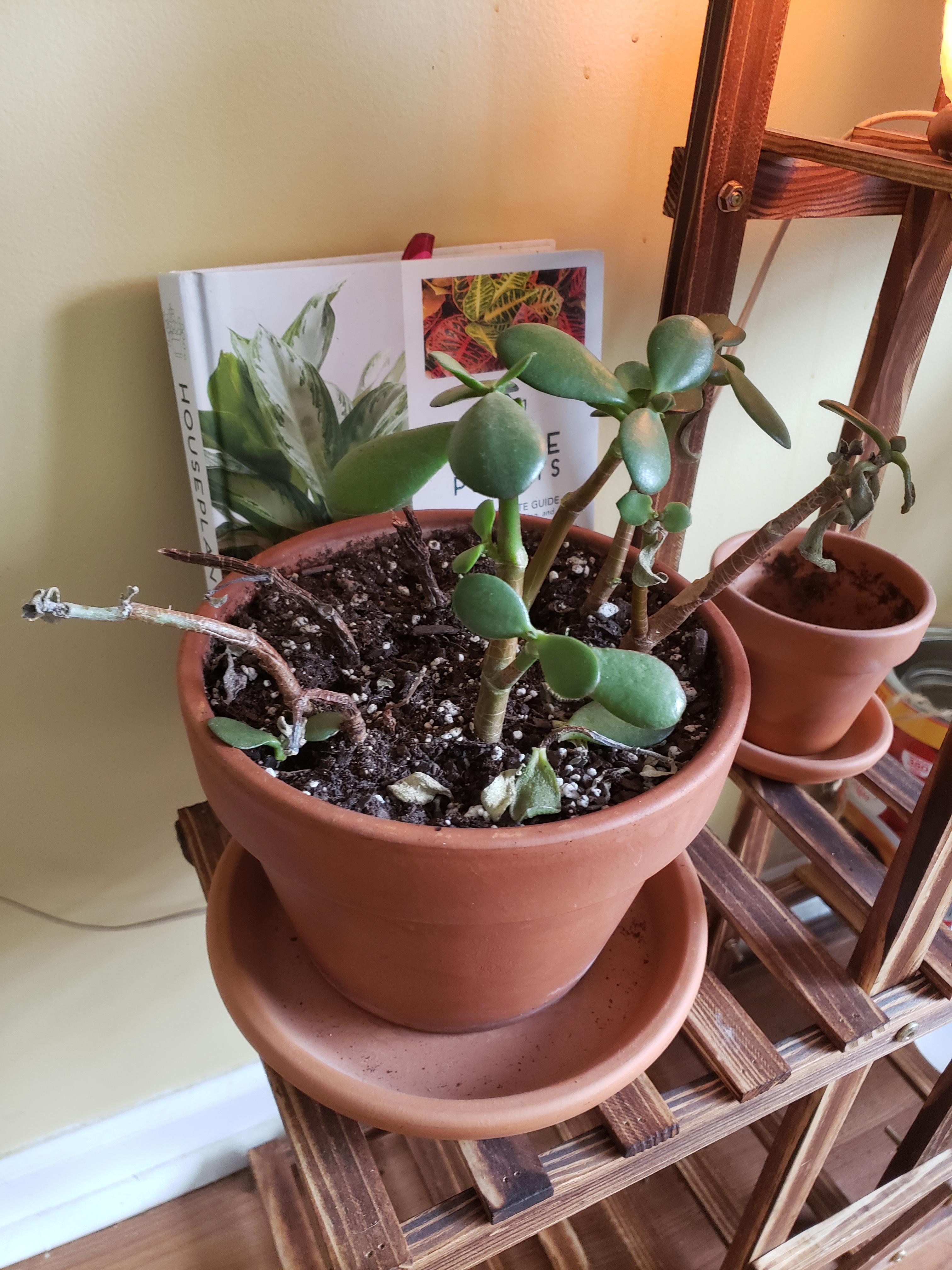 What am i doing wrong? My jade plant seems to be dying