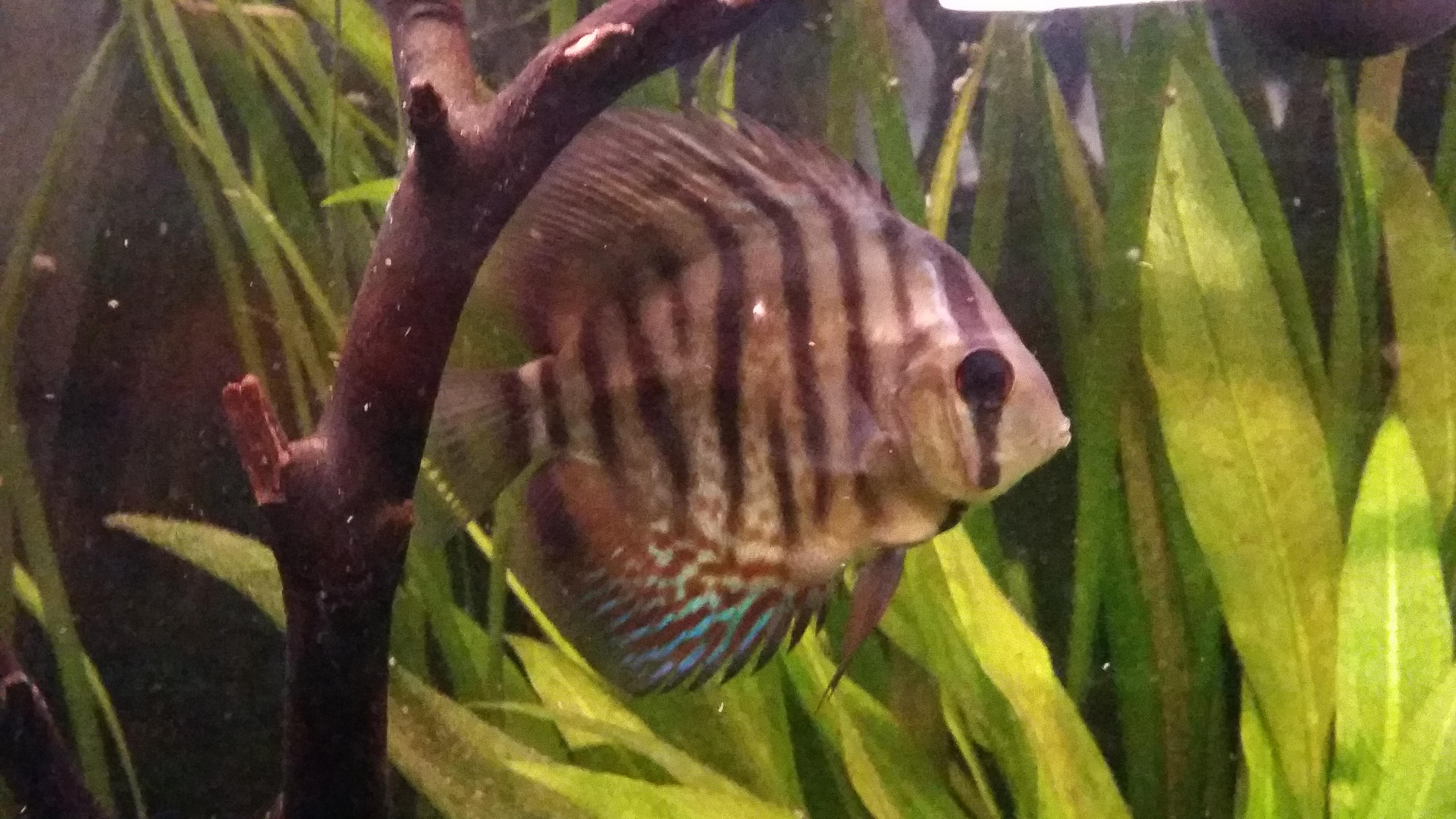 Calling all Fishy experts and medical personnel, I think I have a sick