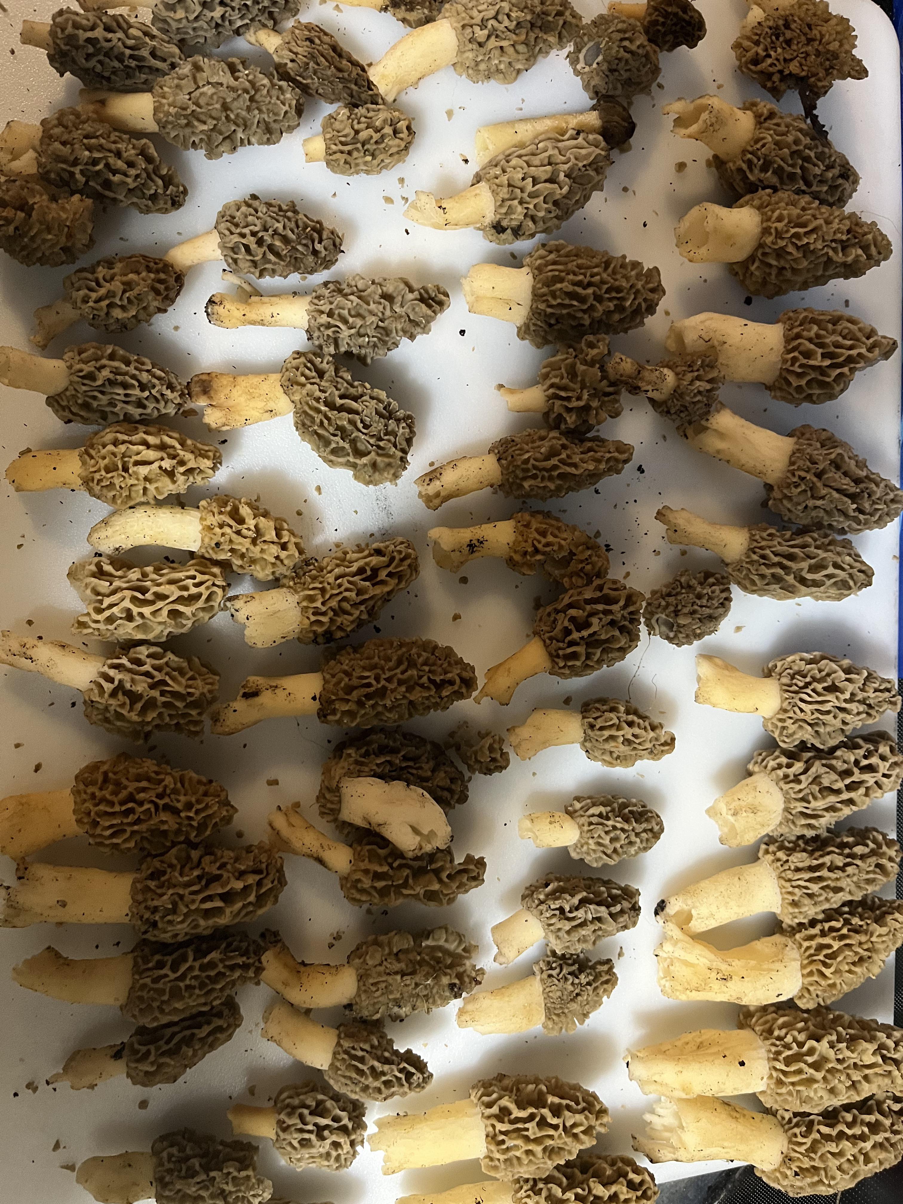 Found some r/Morel_Hunting