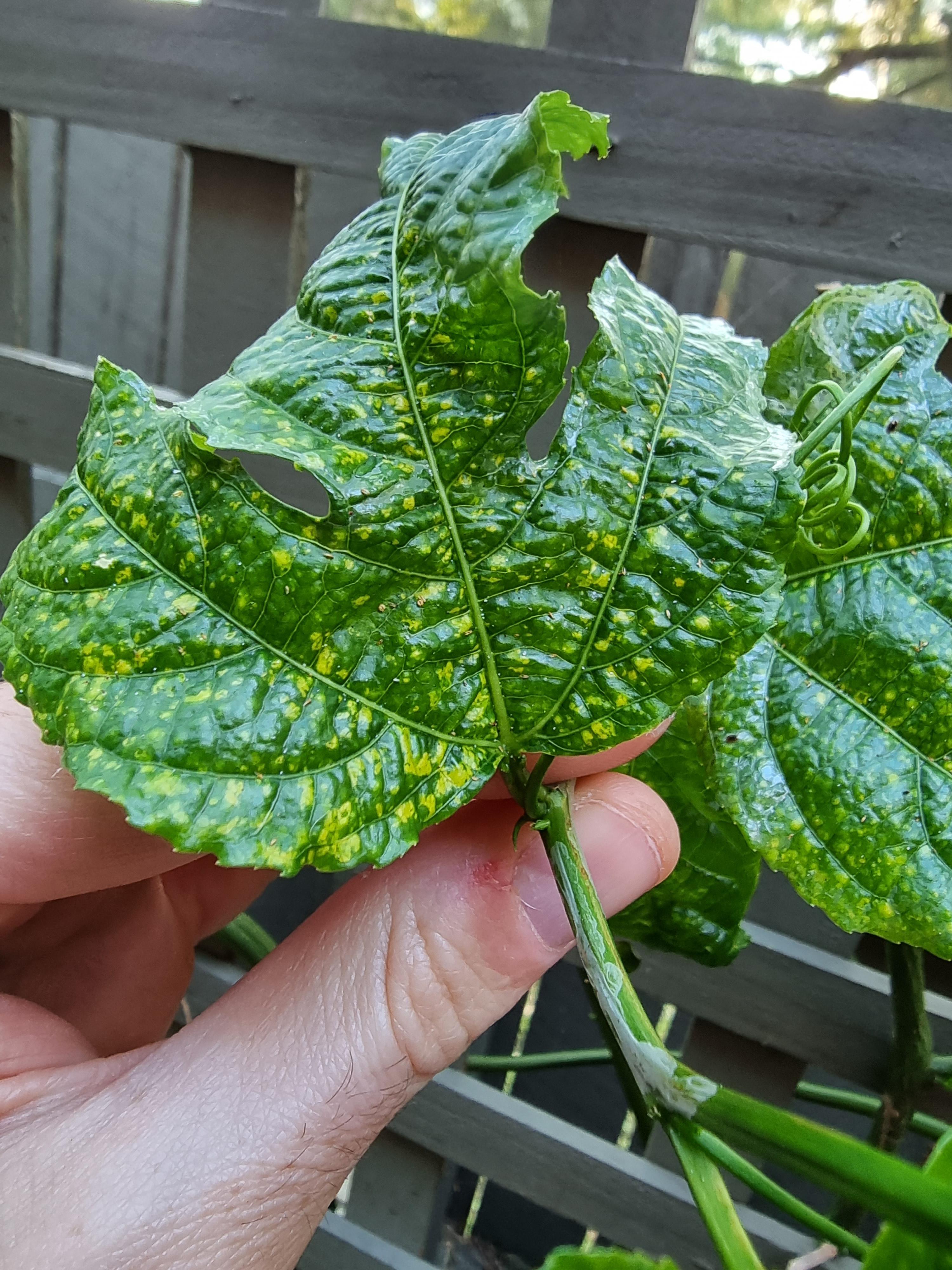 Previously luscious and healthy passionfruit vine, now has spotted