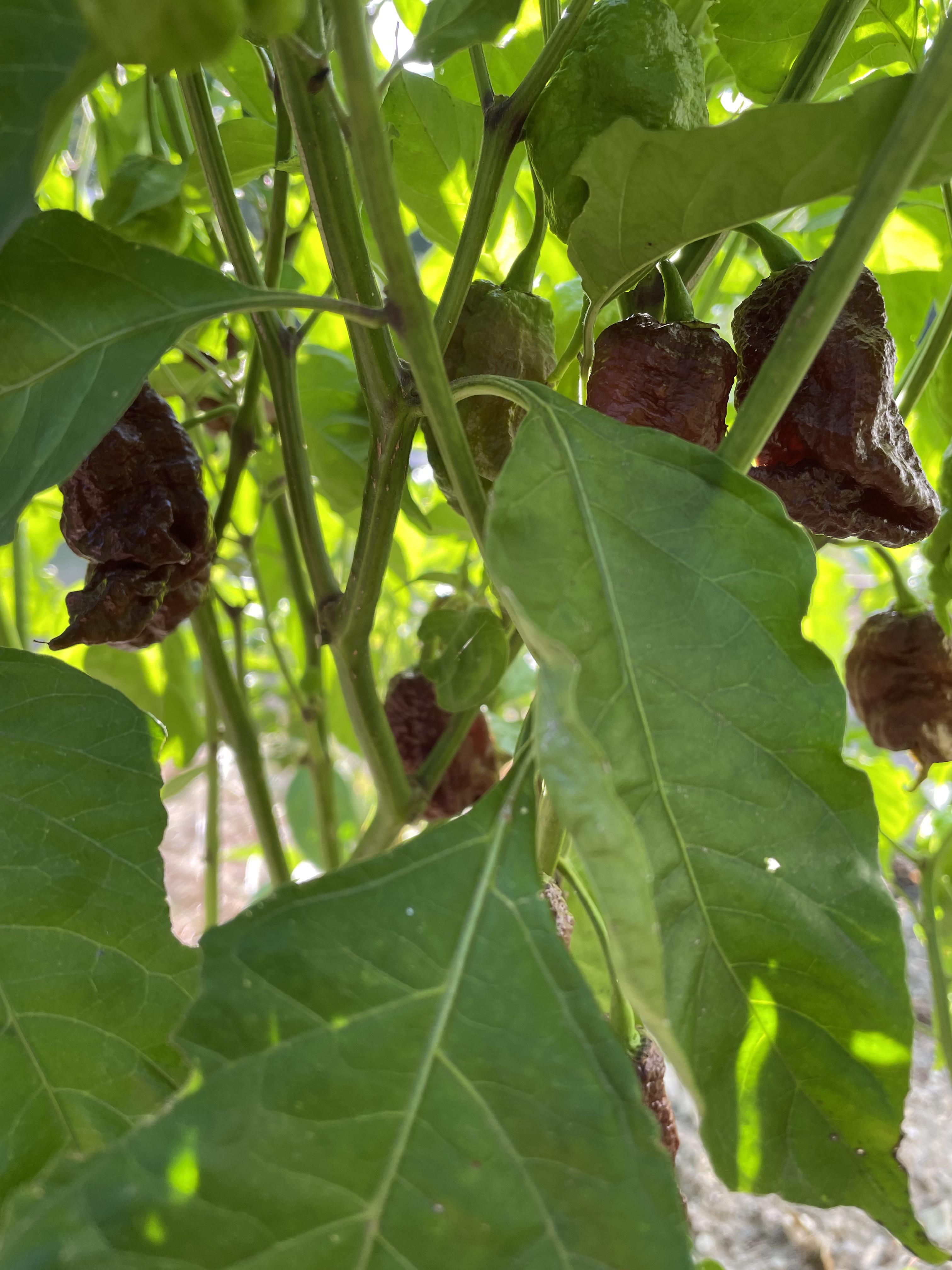 First time growing Carolina reaper peppers, are these still immature