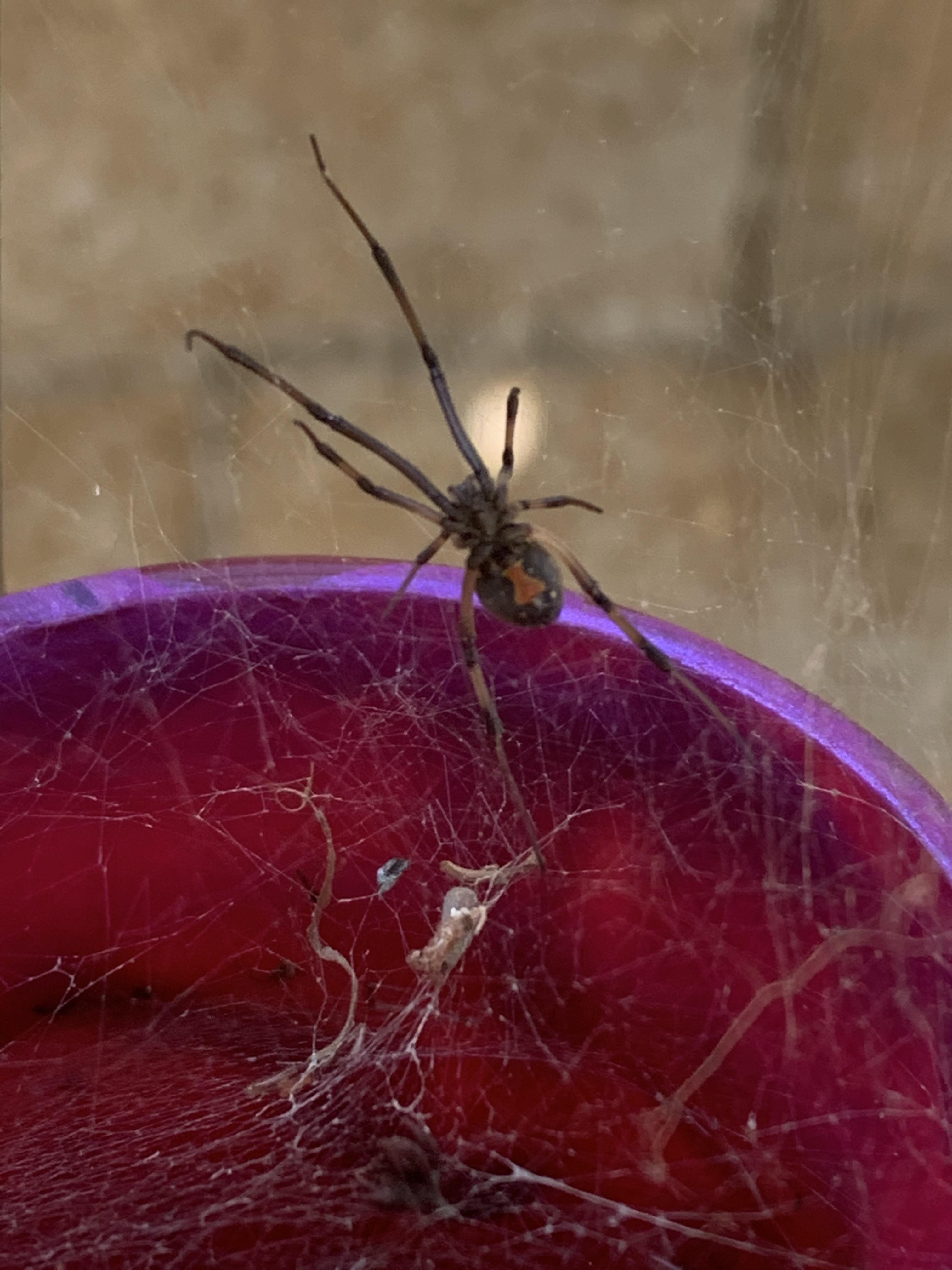 Beautiful brown widow in Orange County, California r/spiders