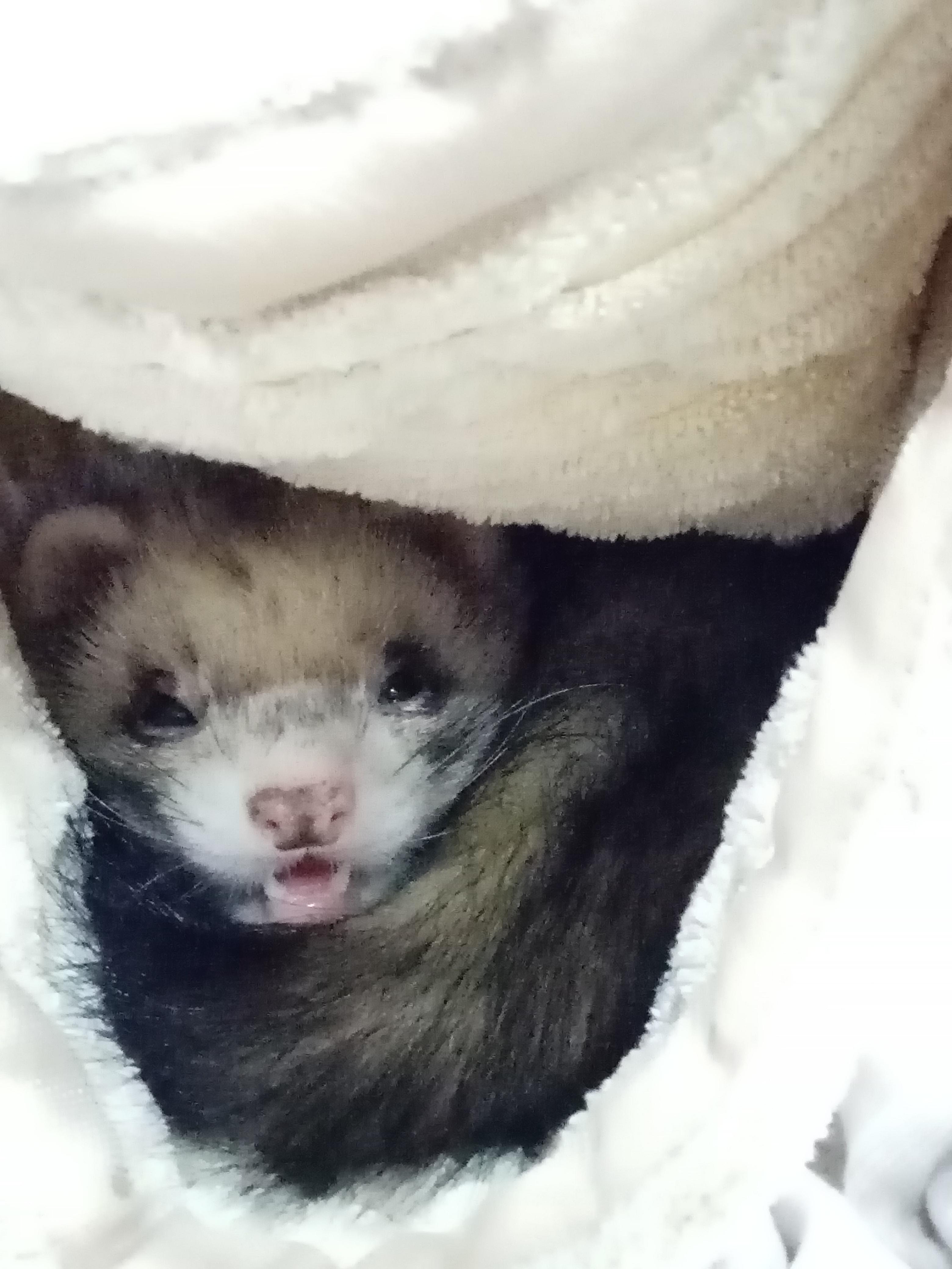 Vicious apex predator r/ferrets