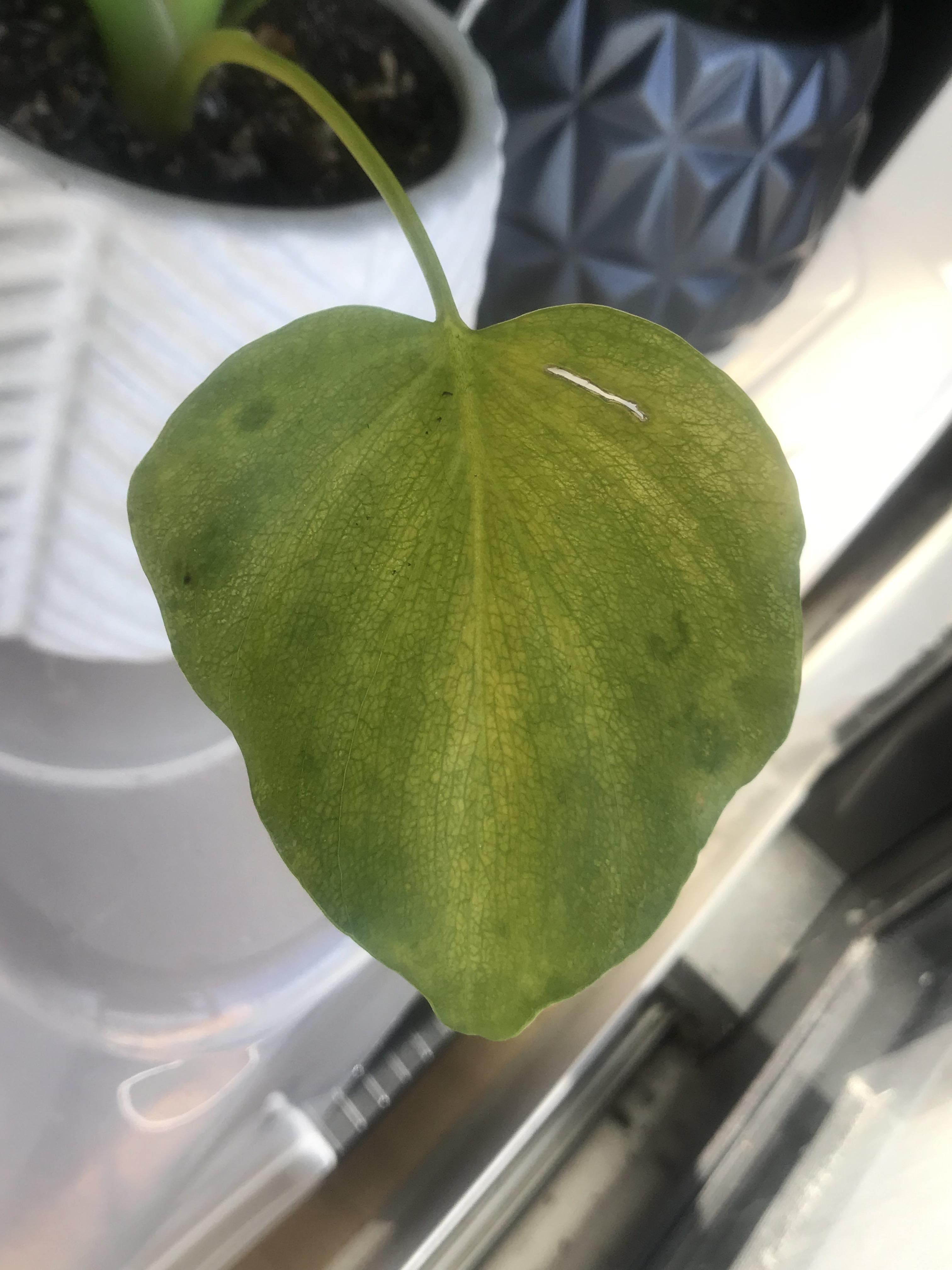 Posts by u/PhilODendron ・ popular.pics ・ Viewer for Reddit