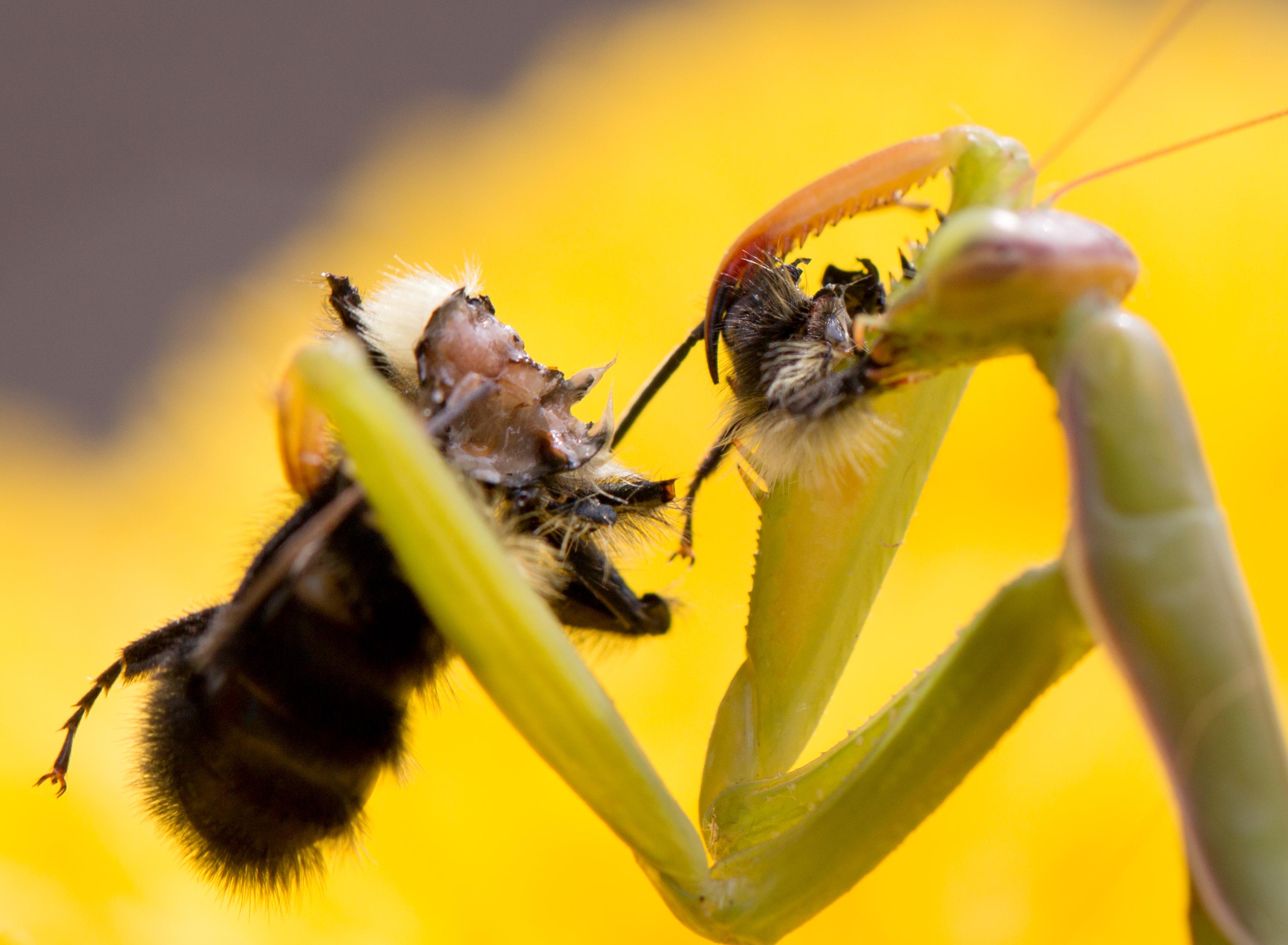 Praying mantis eating a bee. r/pics