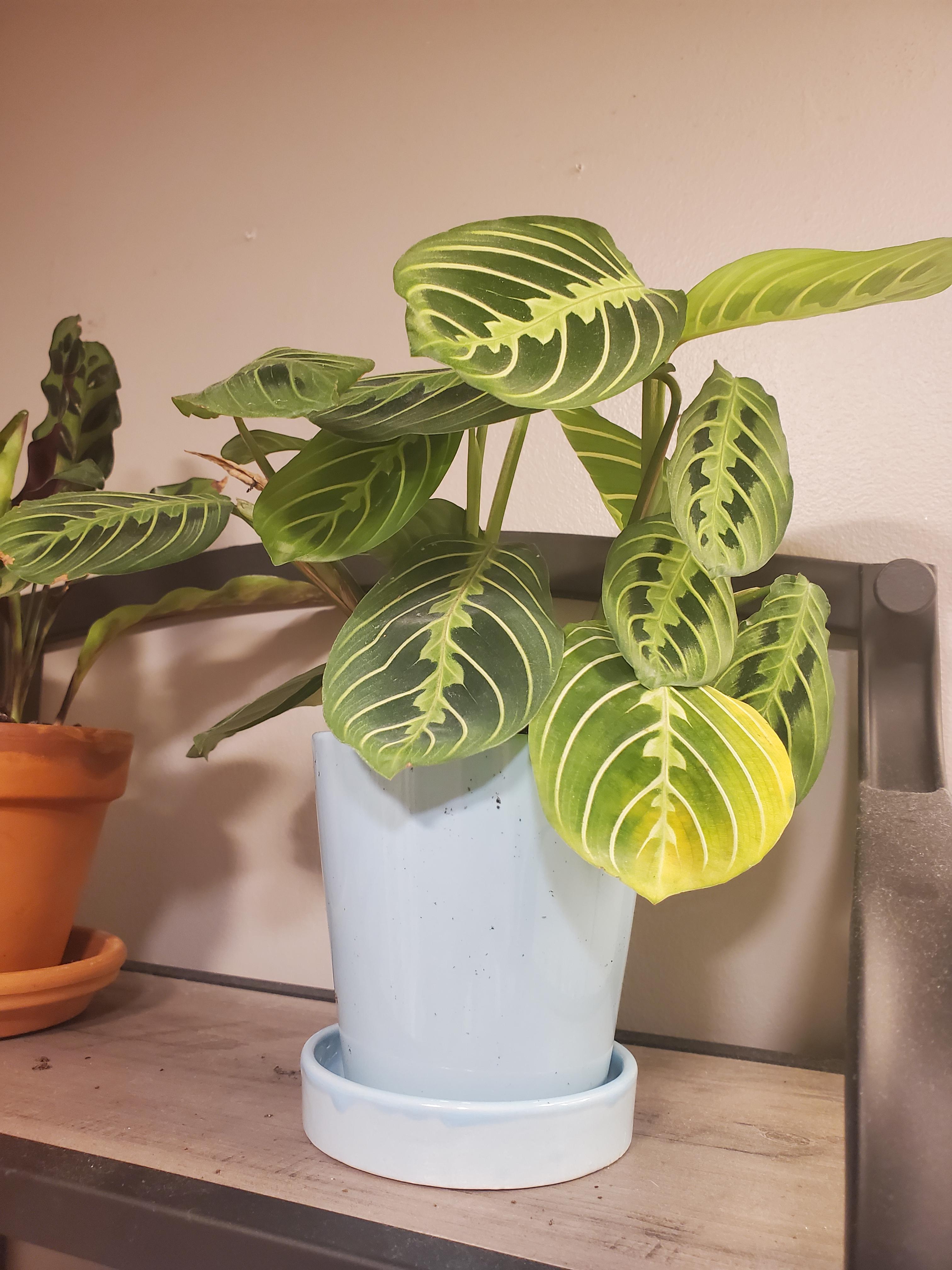 Why are my prayer plants leaves turning yellow? r/plantclinic
