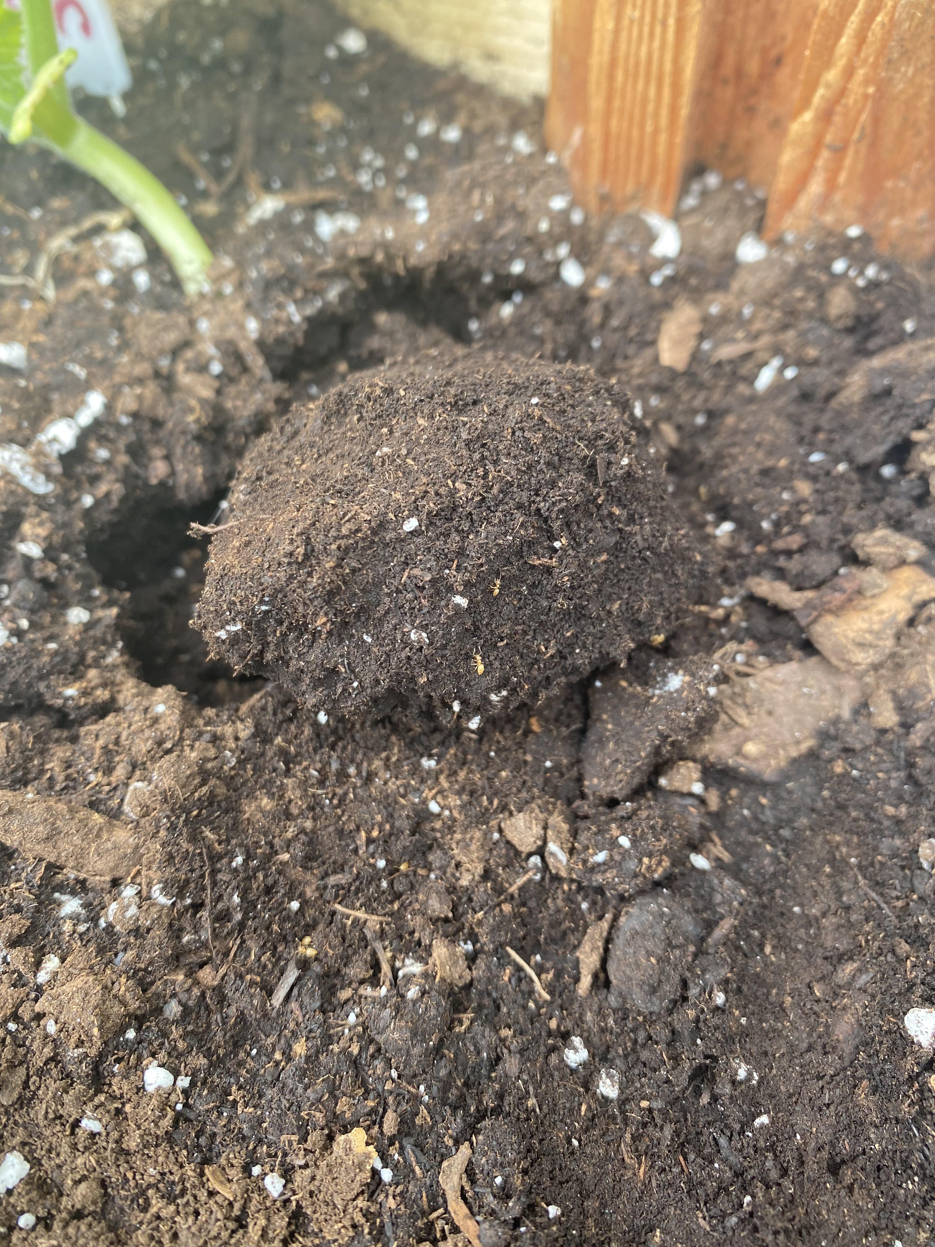 Are these ants? I noticed a ton of these little guys in my raised bed