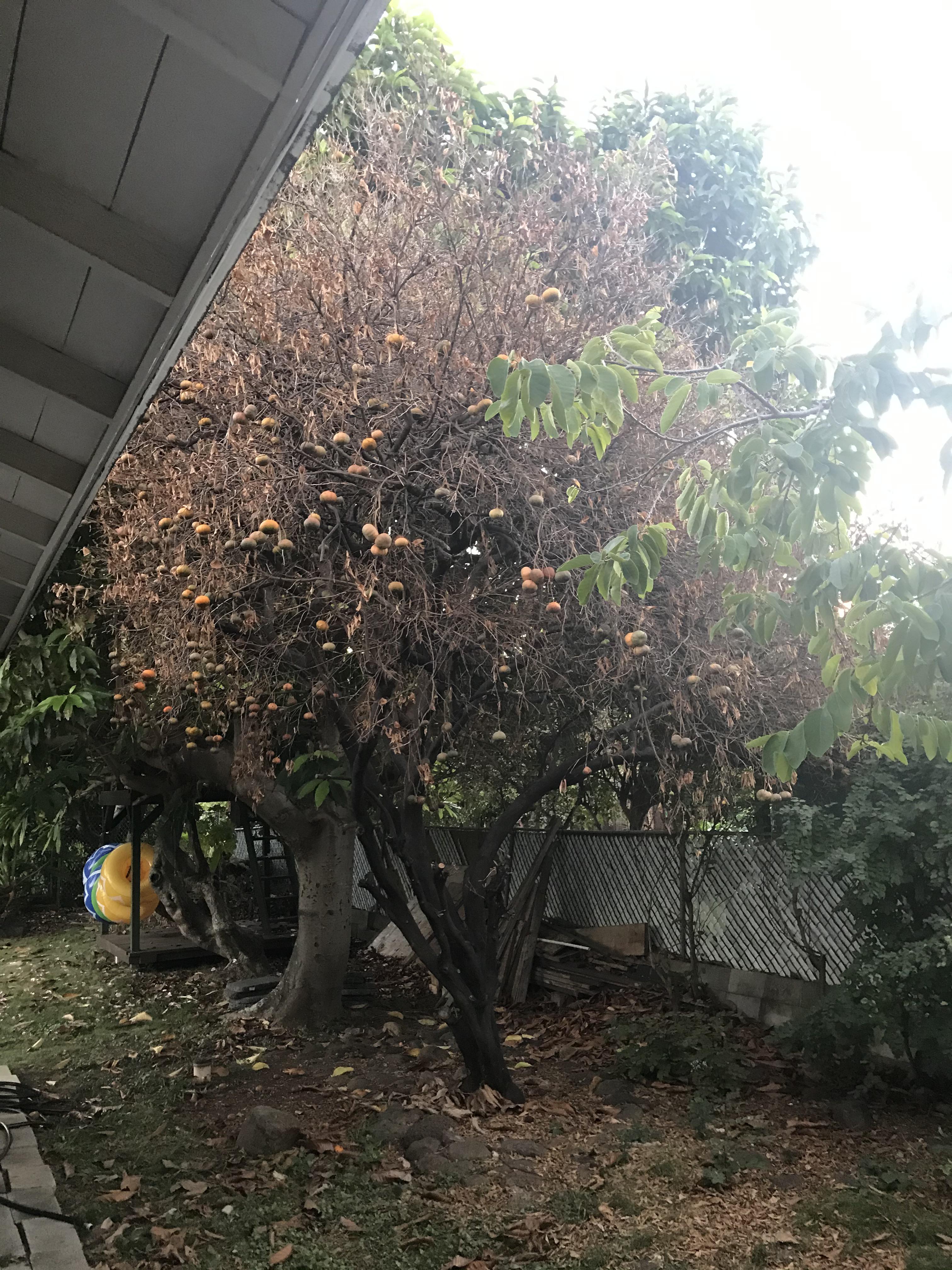 A Dead Orange Tree That Still Has Some Fruit r/mildyinteresting