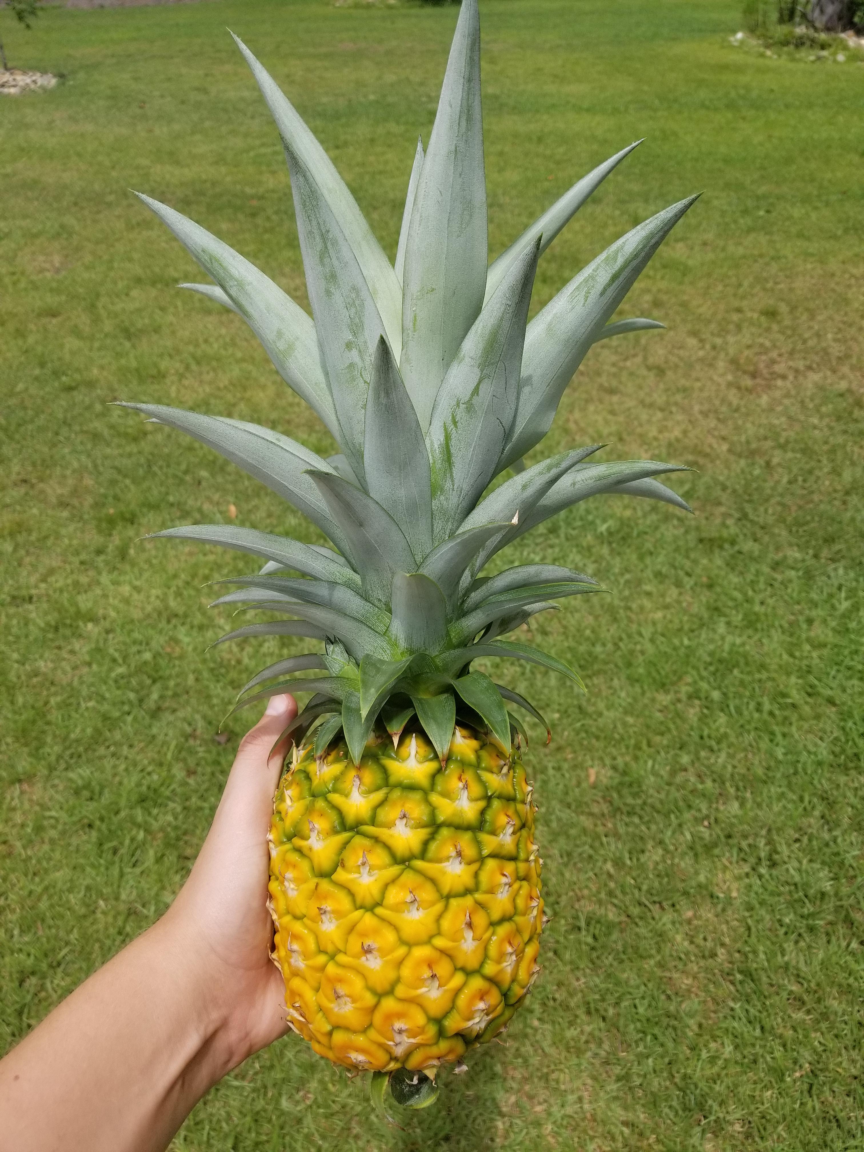 My first ever home grown pineapple! They sure dont look (or taste) like
