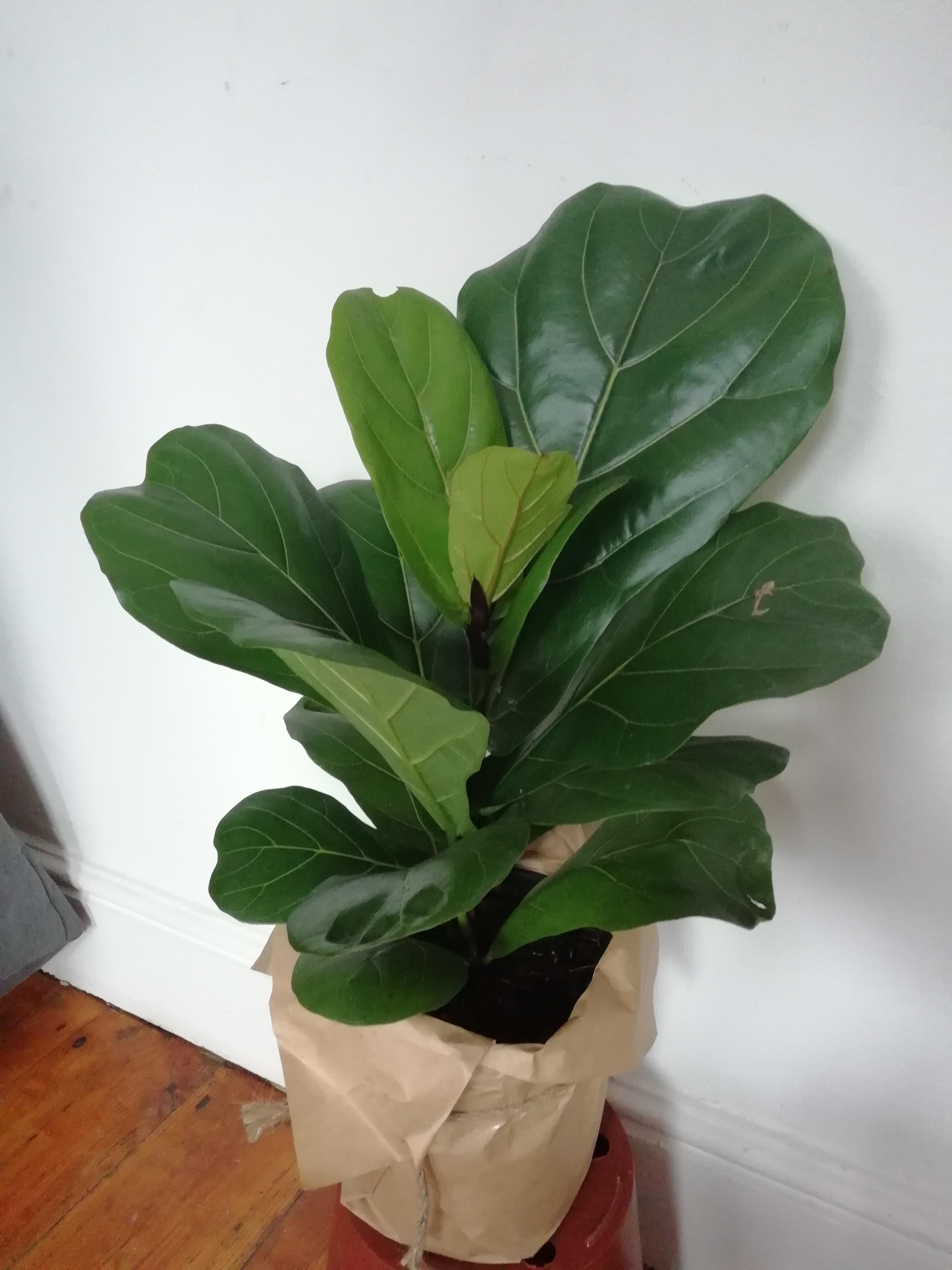 I couldn't help myself... Most expensive plant in my house. r/houseplants