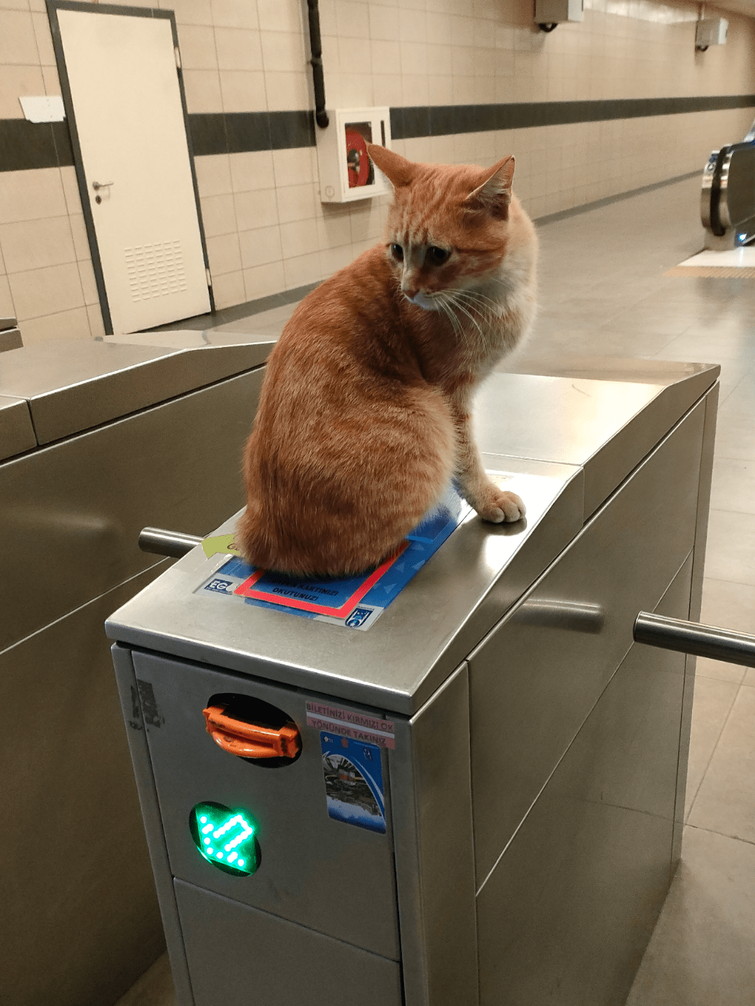 catpass r/TurkishCats