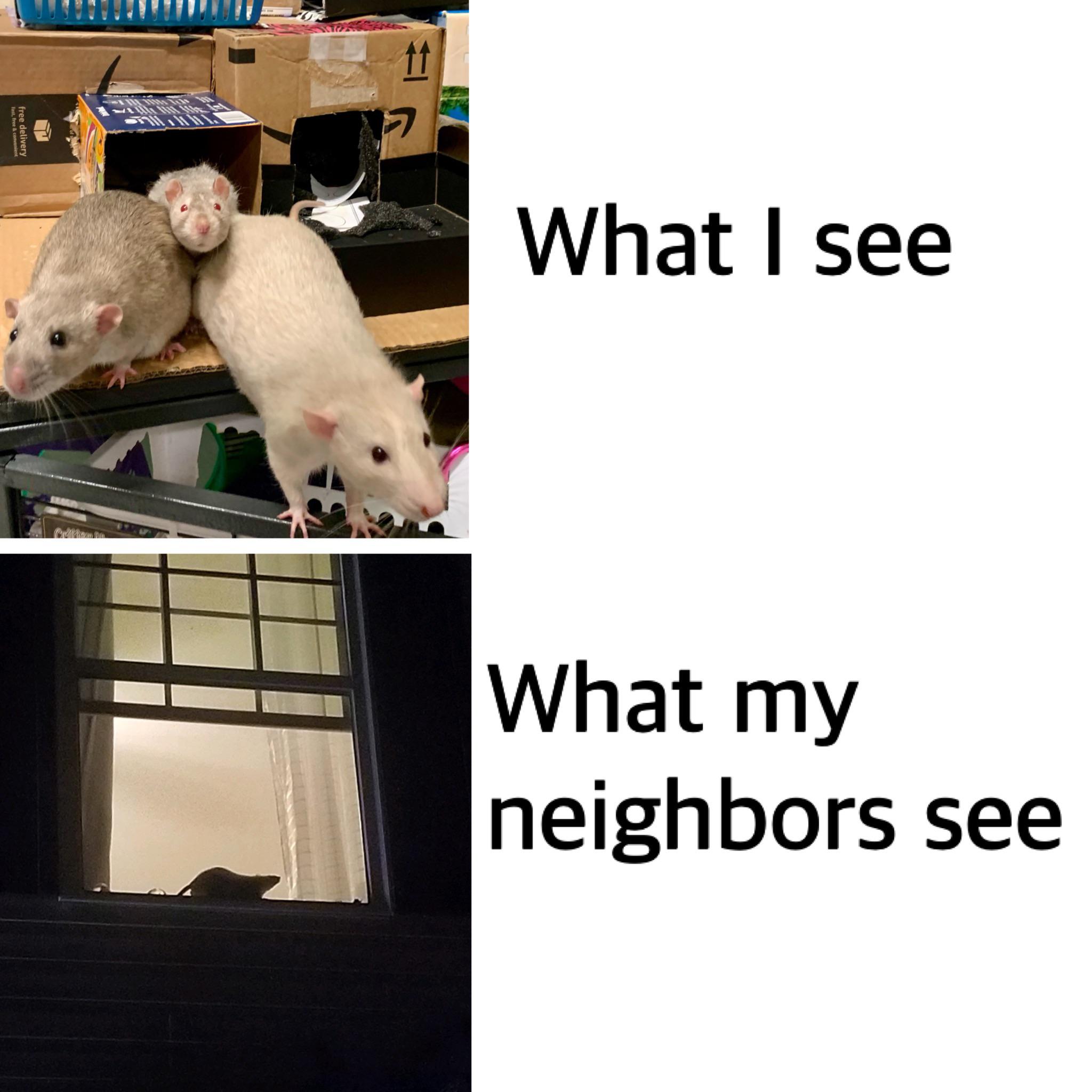 Meme starring Pepper, Sawyer, & Finn r/RATS