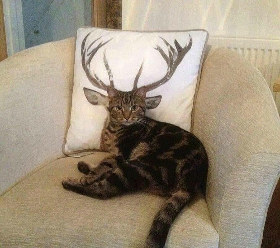 The very rare Deer Cat r/aww
