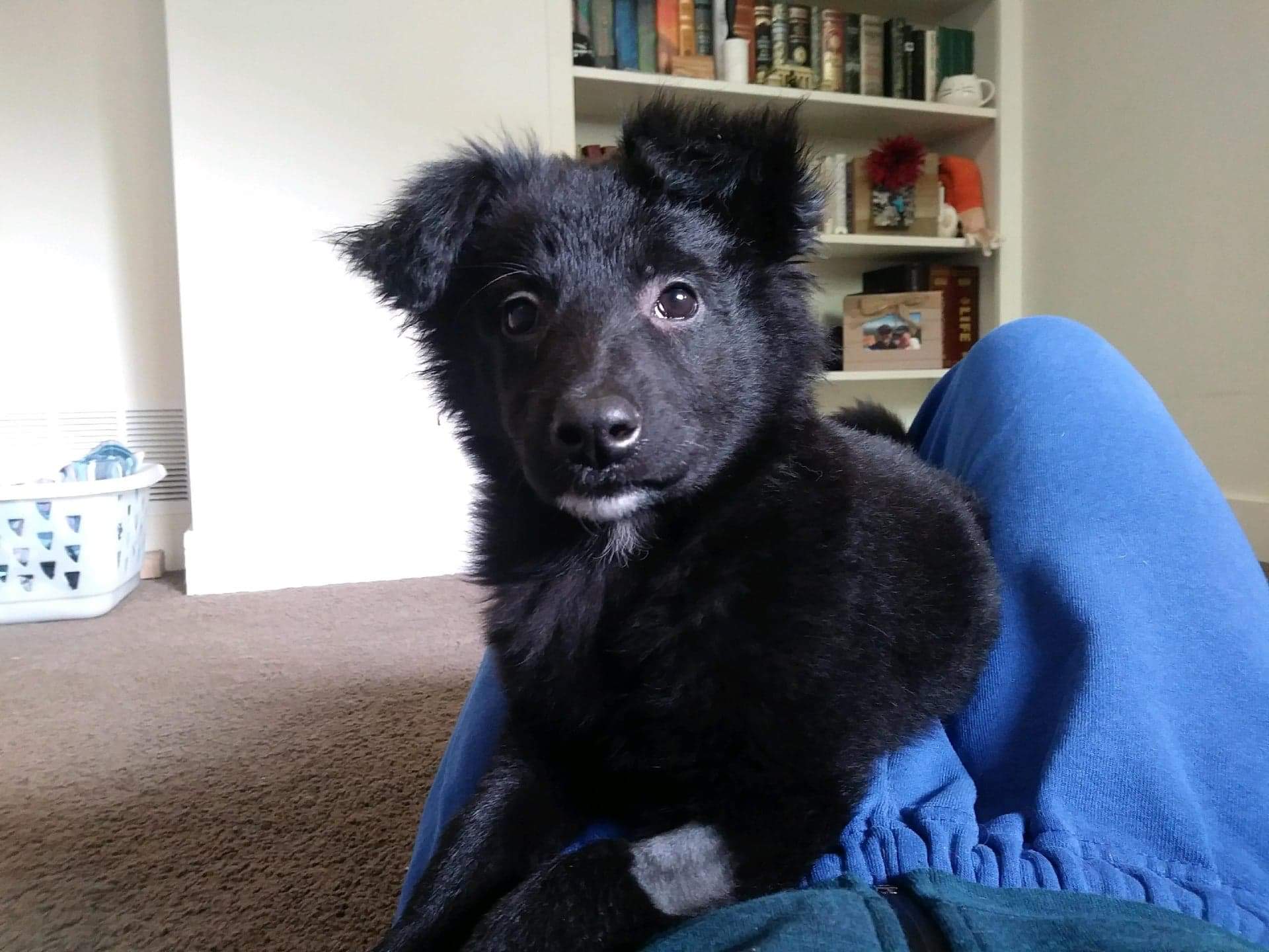 4 Month Old Lucy border collie mix r/BorderCollie
