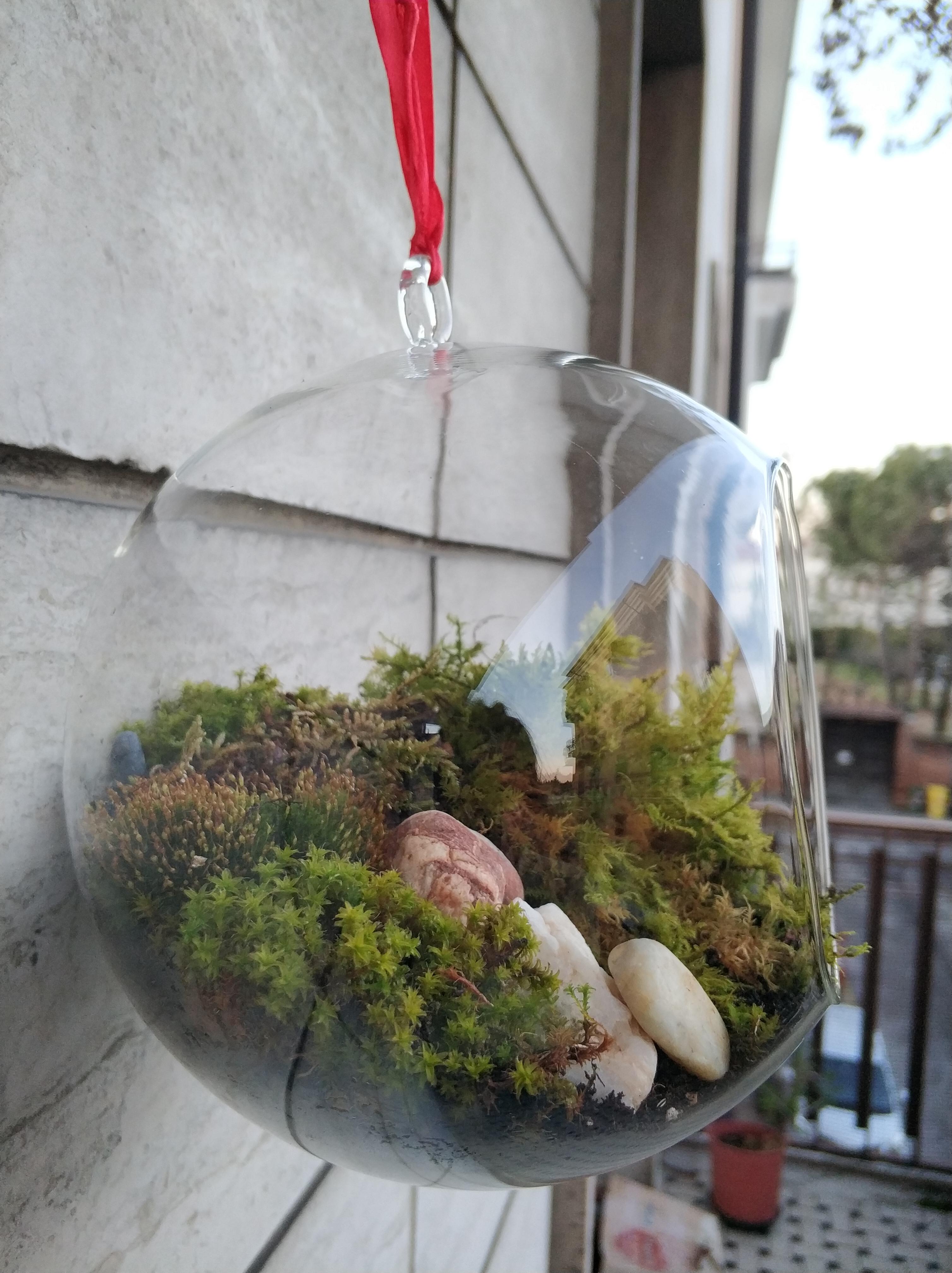 My new hanging moss terrarium💓 terrariums