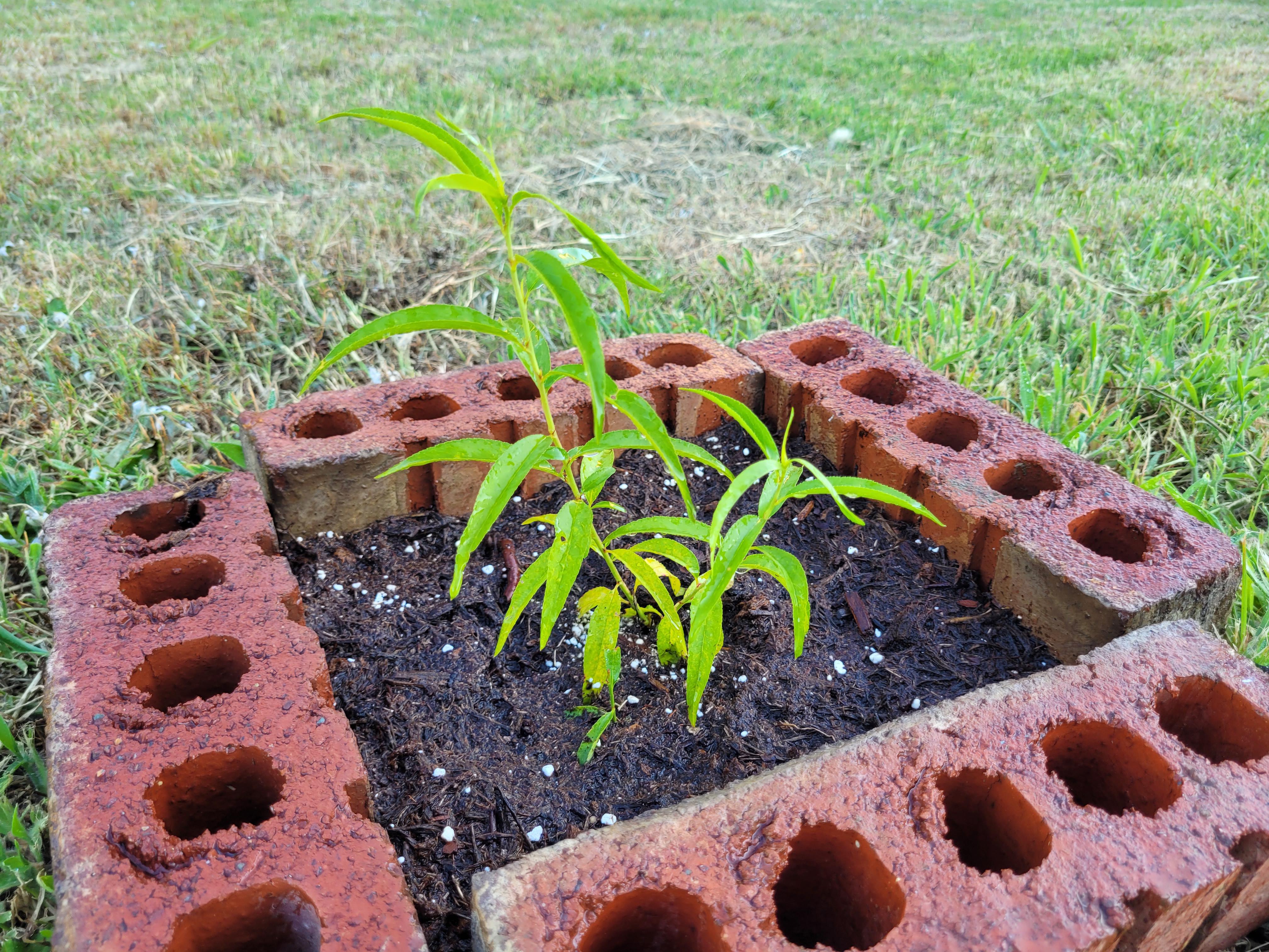 I managed to germinate some nectarine seeds, and I'm attempting to grow