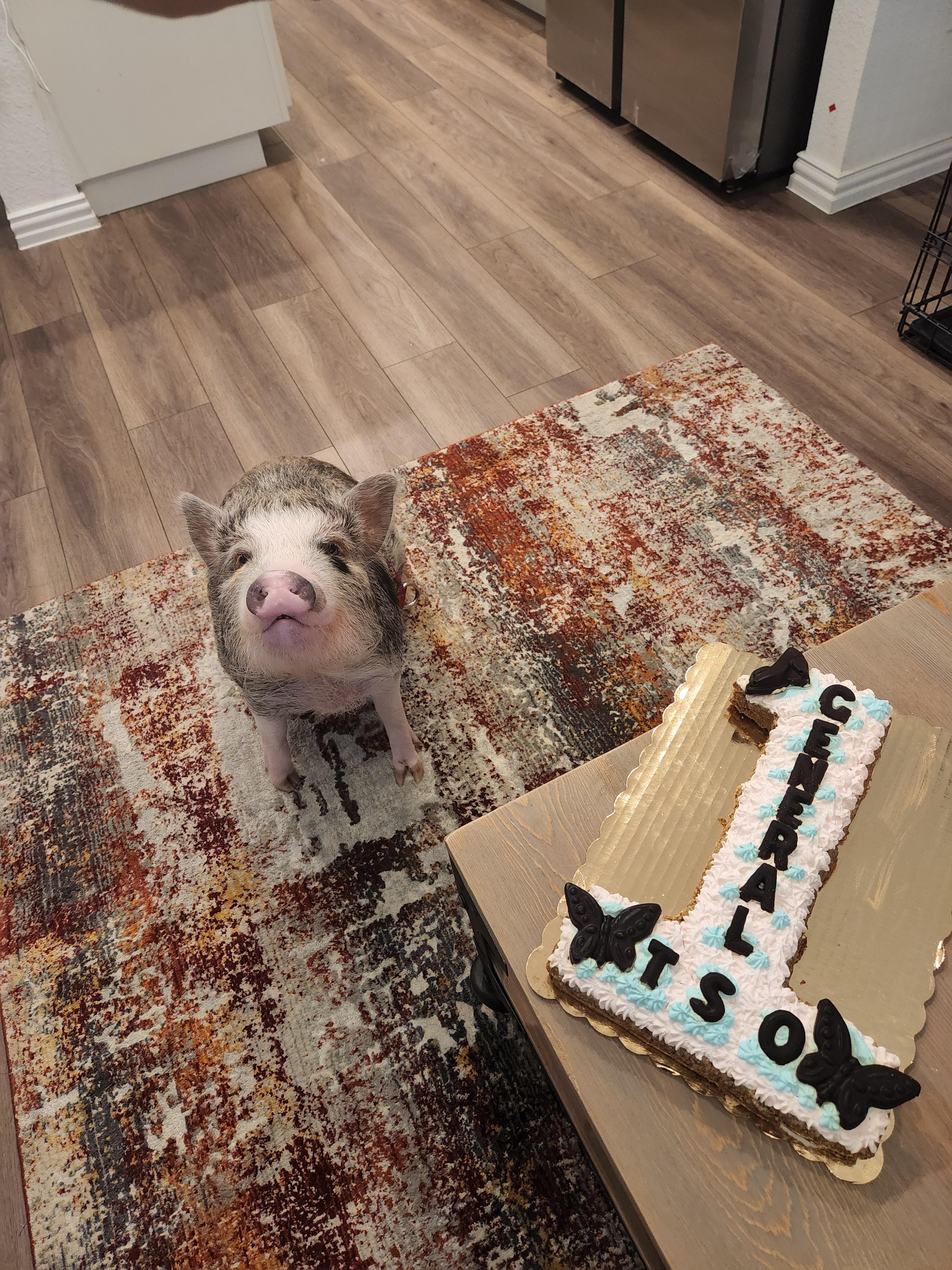 1042 best r/pigs images on Pholder Advice on transporting a very