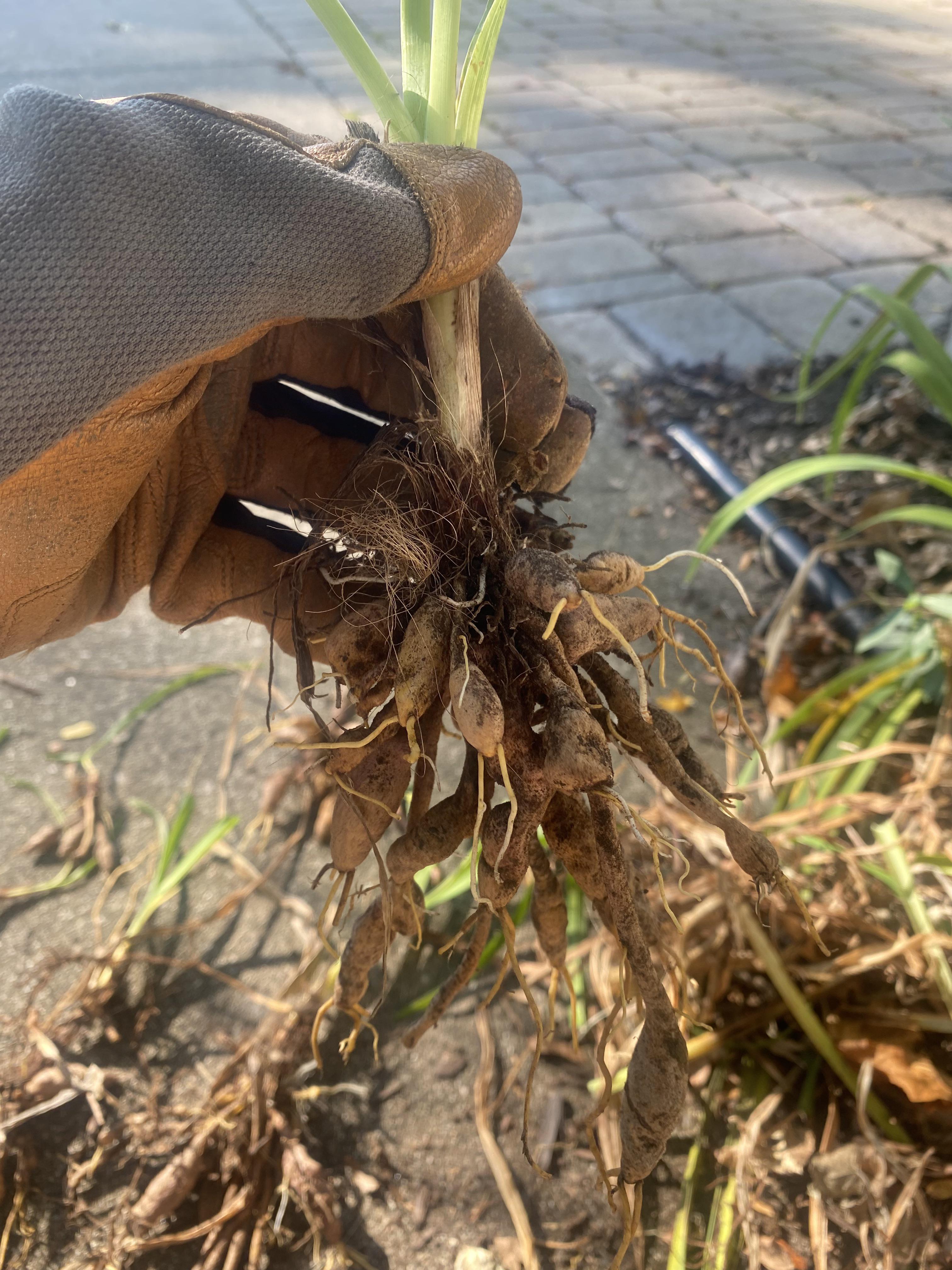 Transplanting Daylilies, is each of these things hanging off the plant a bulb I can cut off and