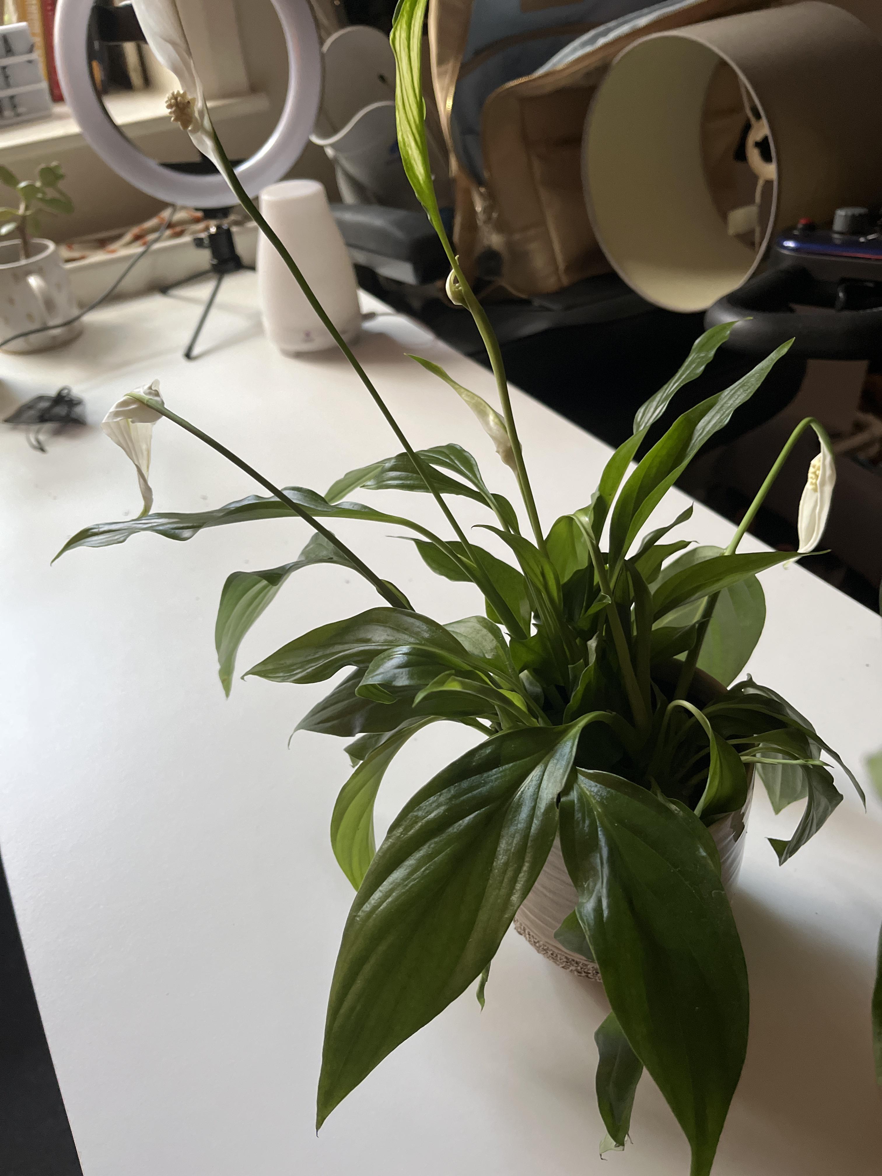 Droopy peace lily r/plantclinic