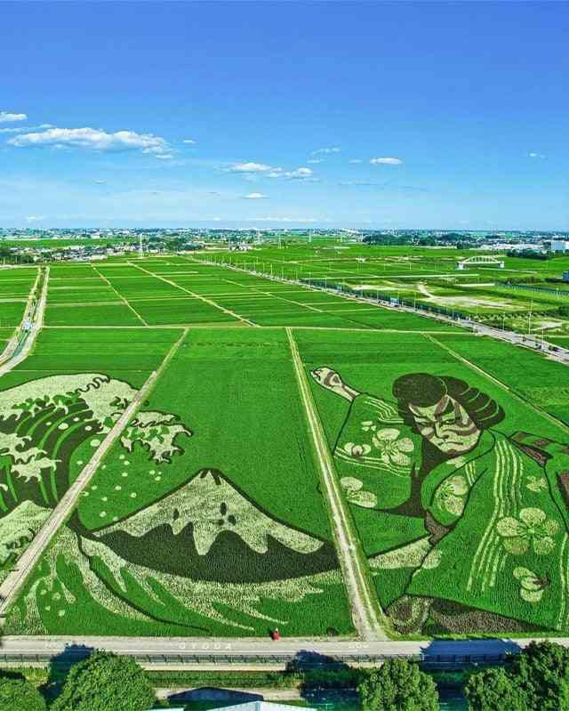 Rice paddy art (Tambo art) is an art form originating in Japan where