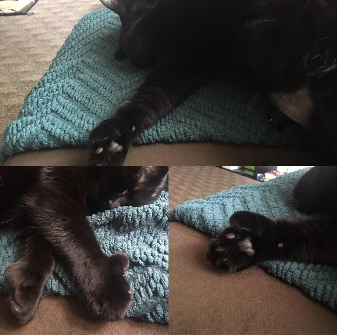 My cat, Small Cat, and some of her 24 toes. 🙂 thumbcats