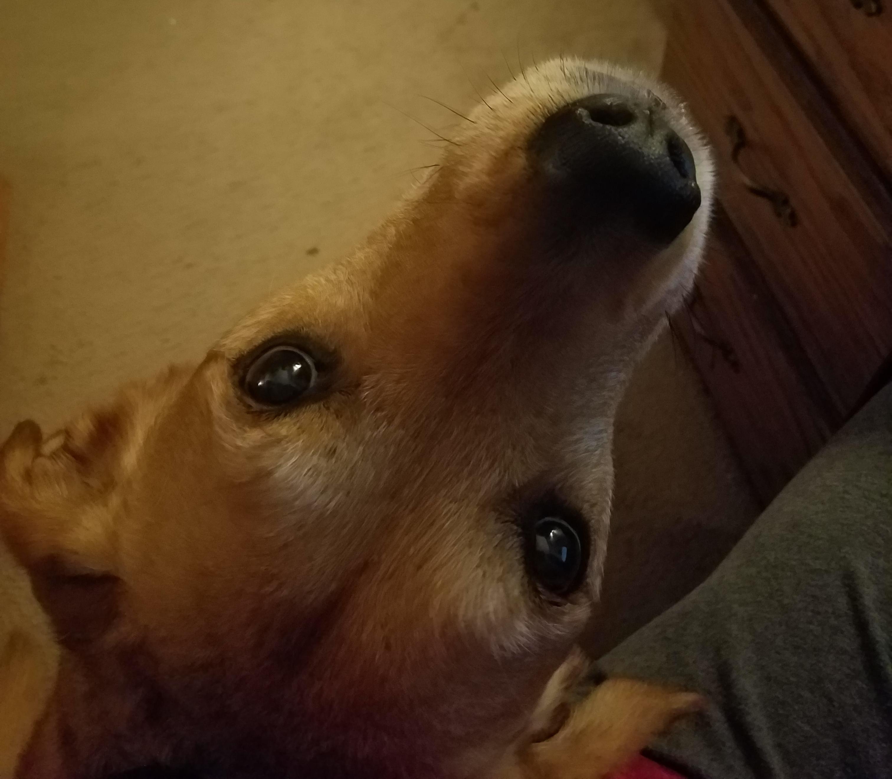 This is how my pup looks at me when she wants pets r/Eyebleach