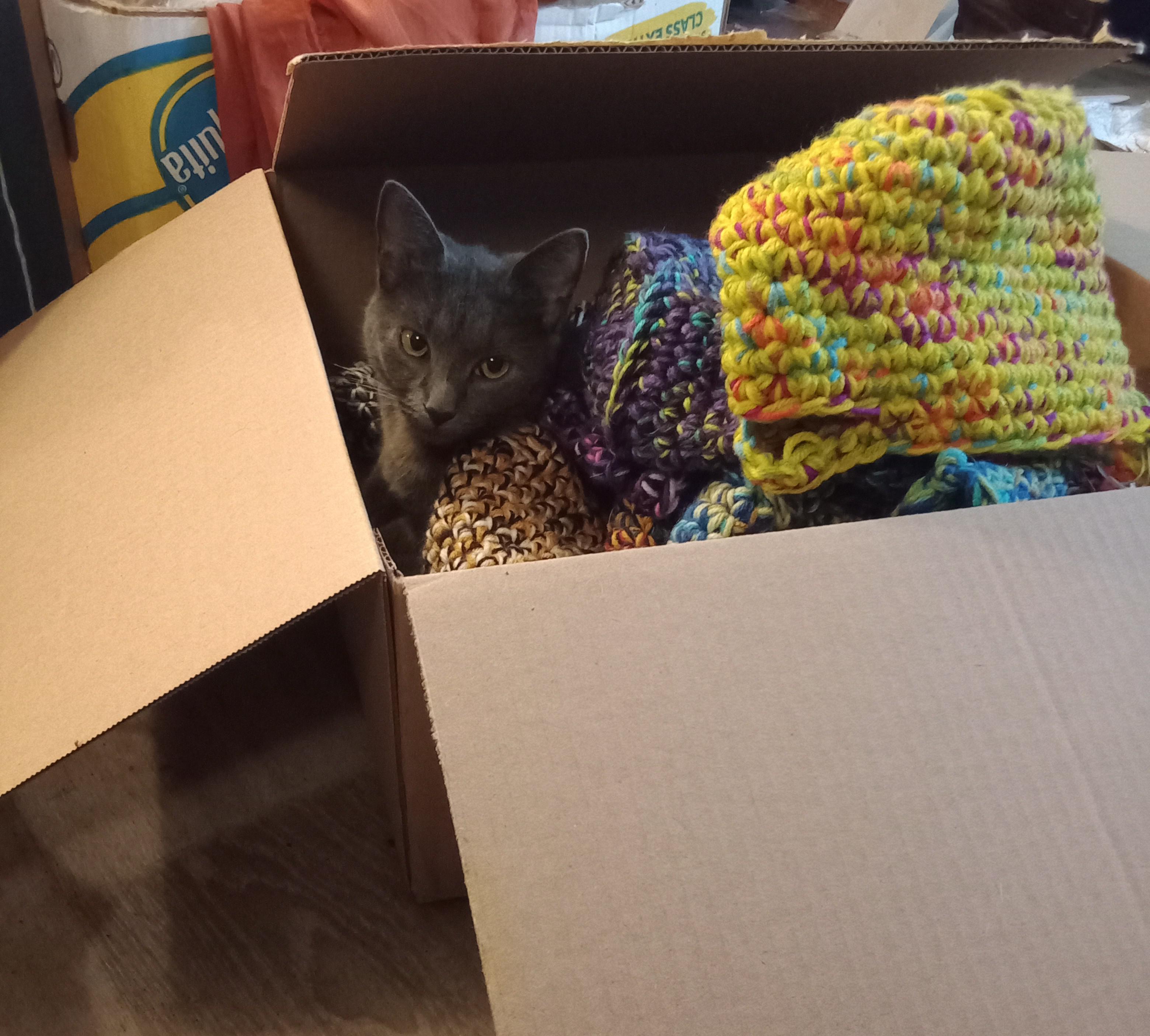 Natasha fell for the cat trap r/TheCatTrapIsWorking