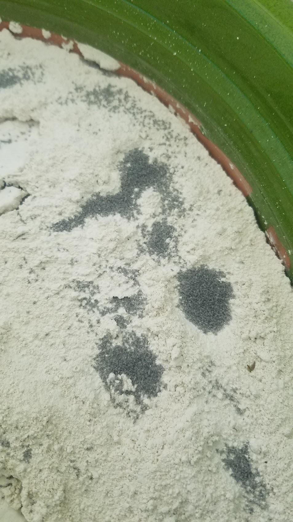 Why are these dead insects(?)(gnats?) piled together in clumps on top