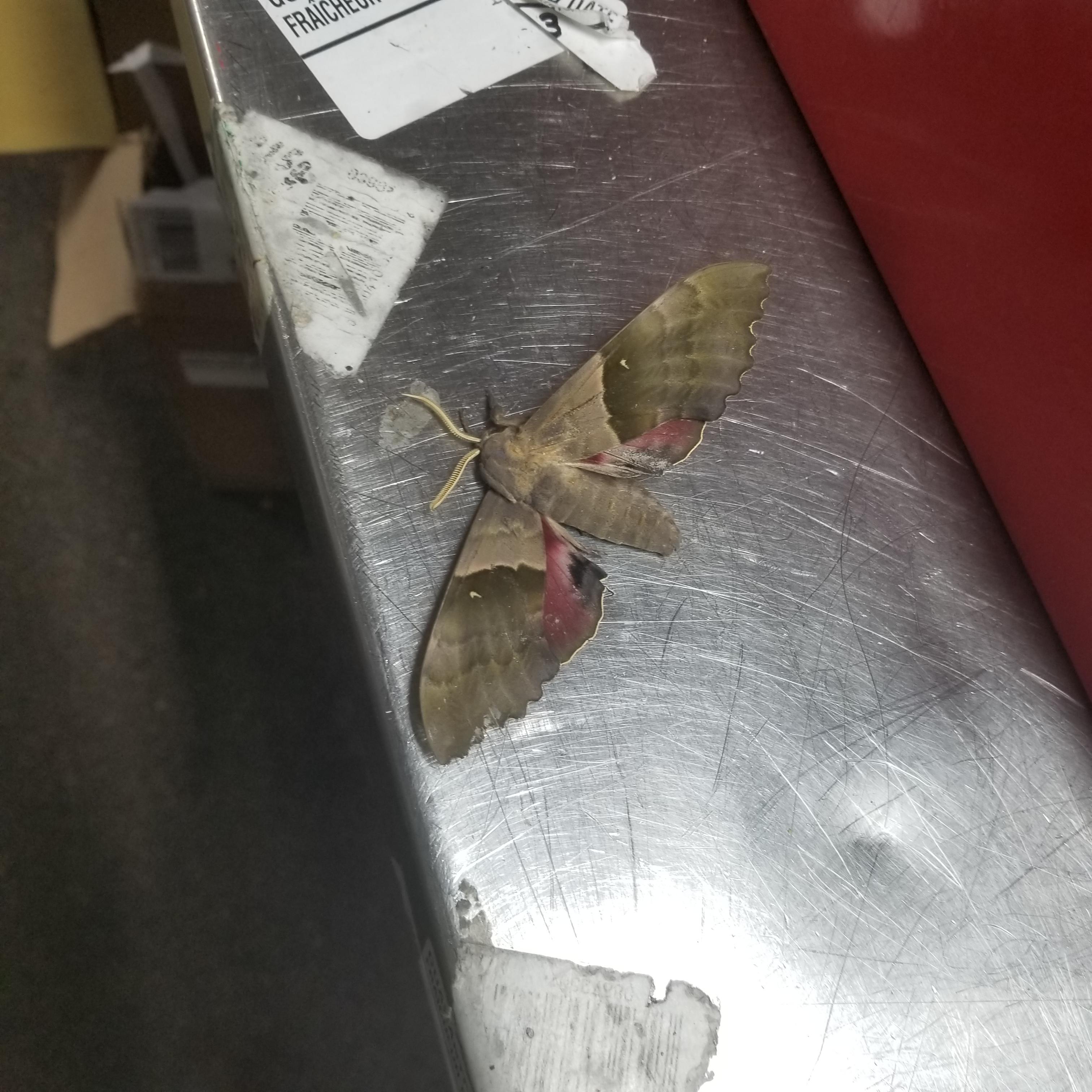 Ontario, Canada. I found this dead moth I couldn't find it on Google