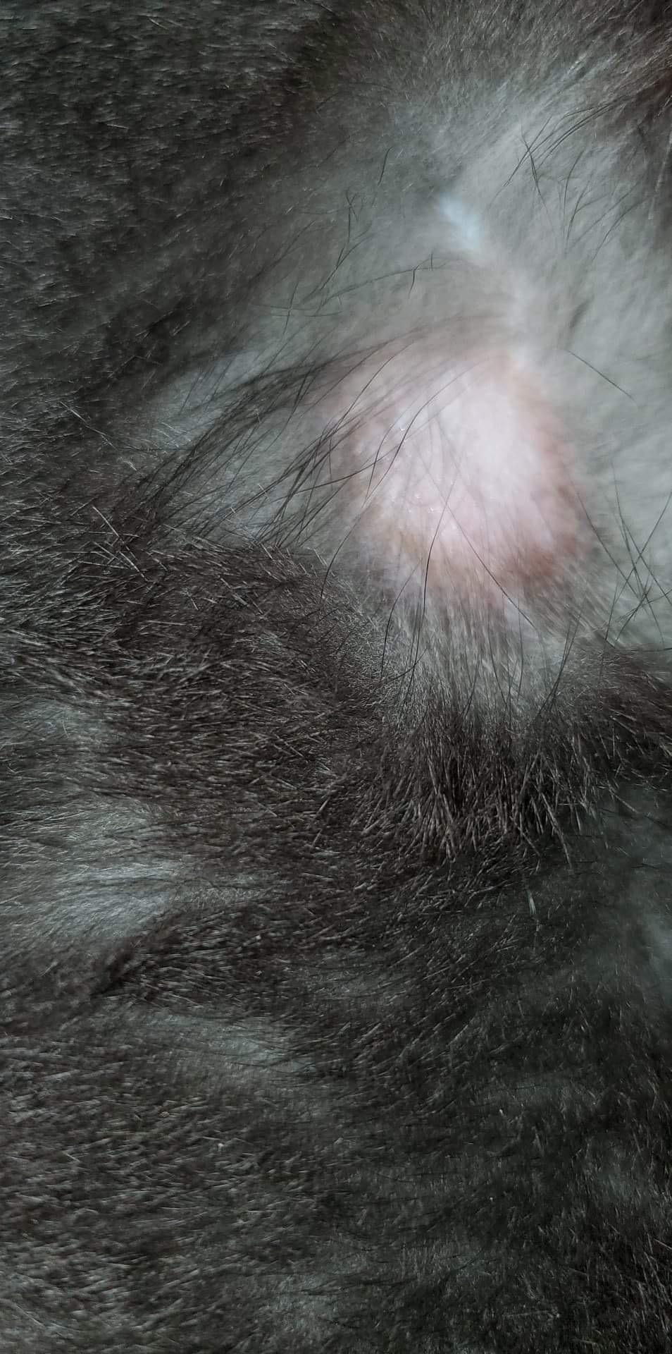 Hey, weird colored bald spot on cats shoulder r/catcare