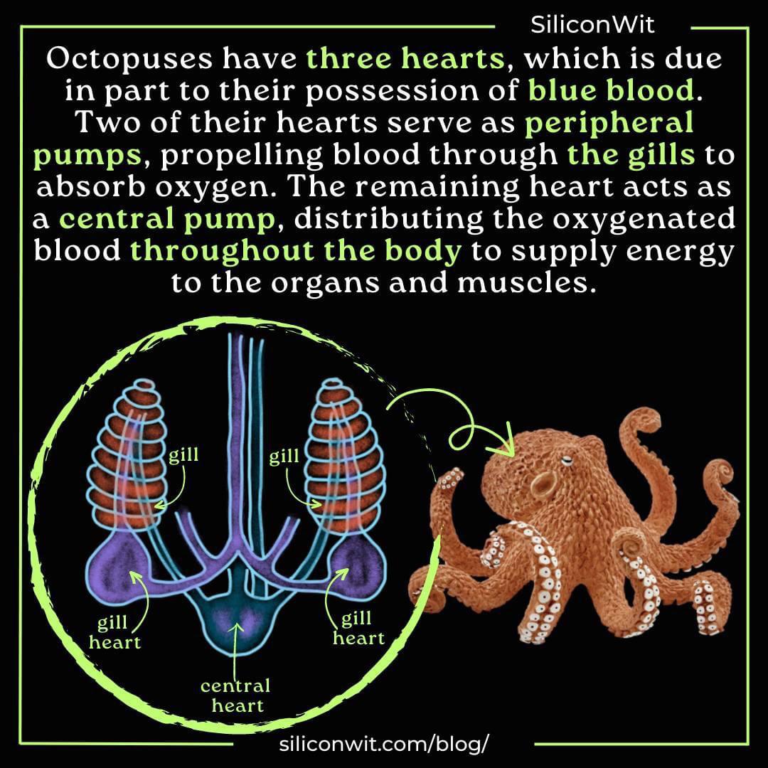 Octopuses three hearts and blue blood r/ScienceNcoolThings