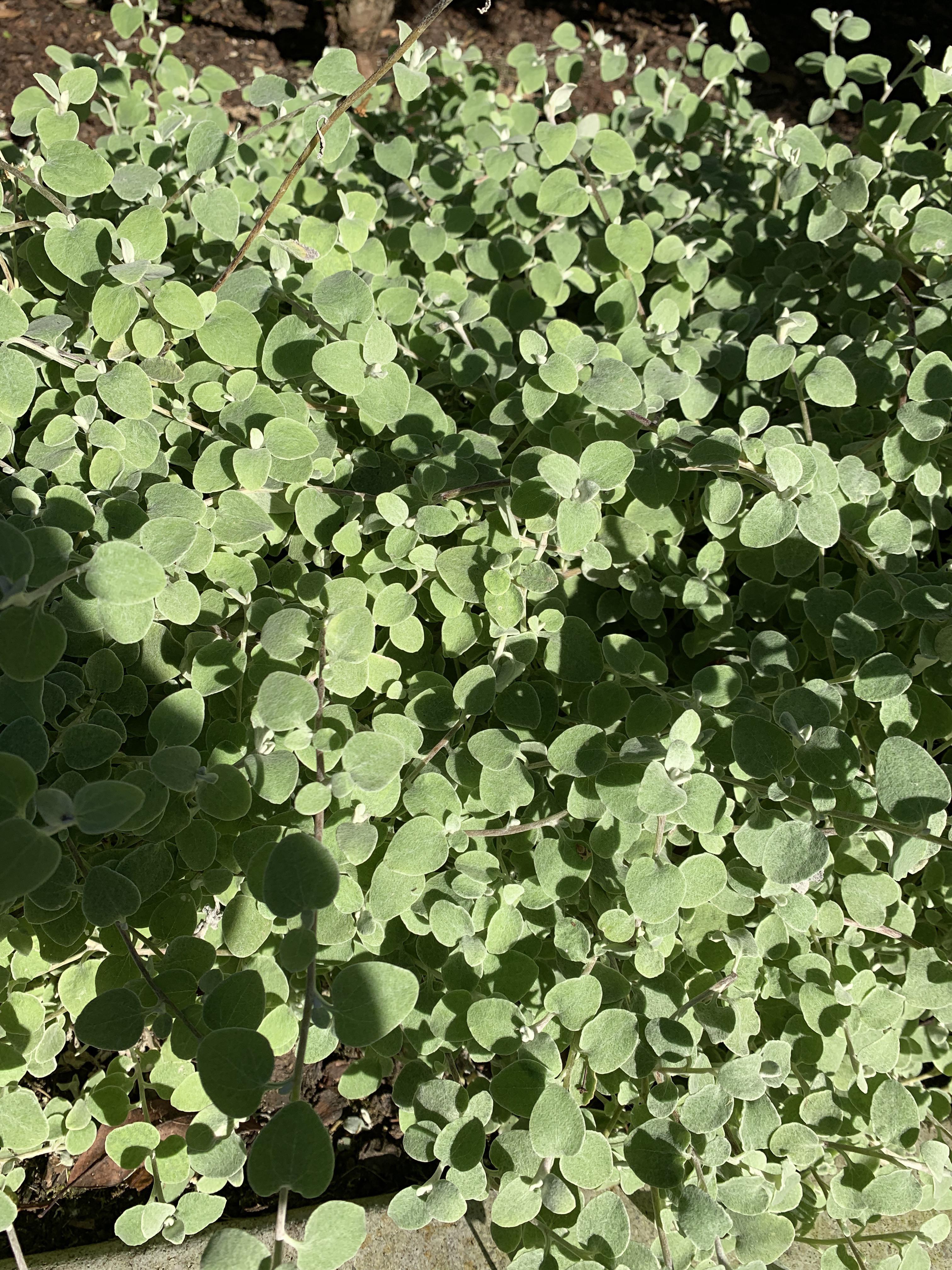 What is this plant? (Los Angeles) r/whatsthisplant