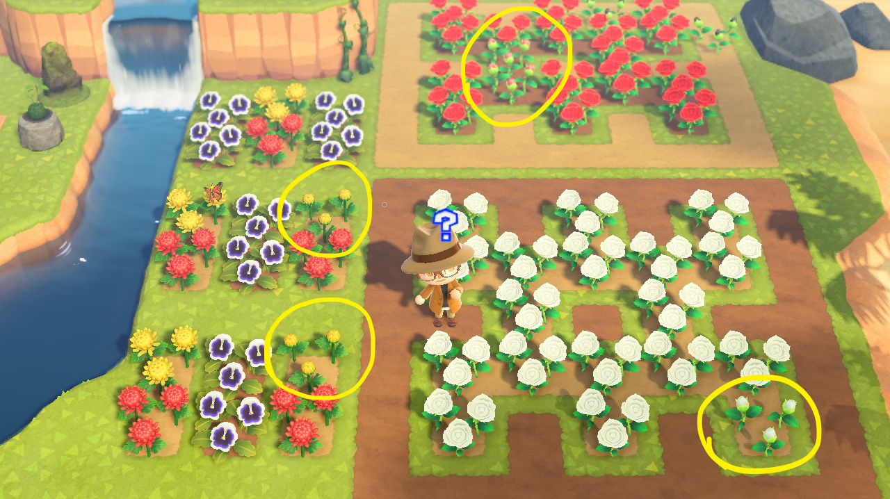 What causes flowers to randomly not grow? It was just one on the first