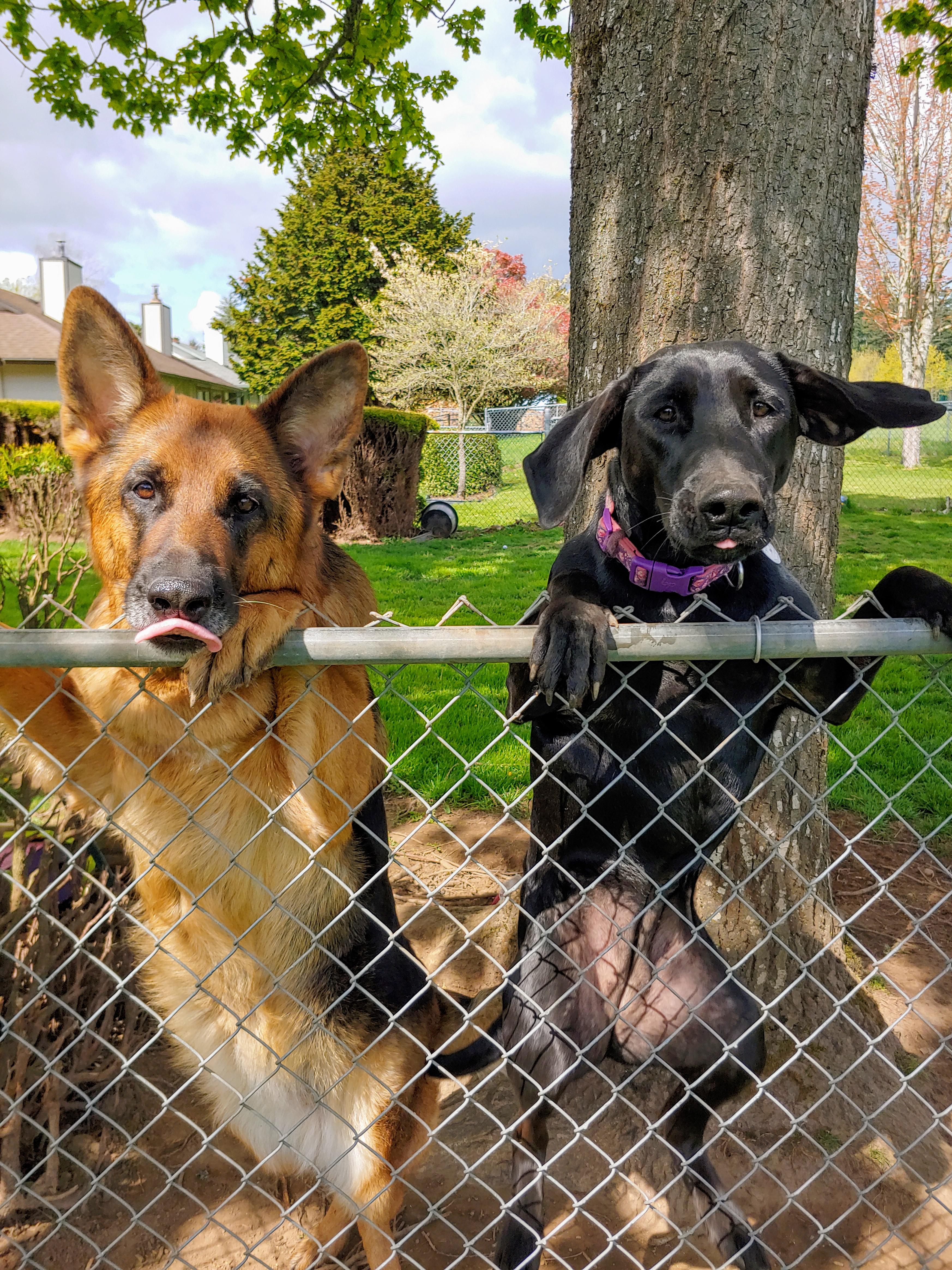 Neighbor dogs asking for treats aww