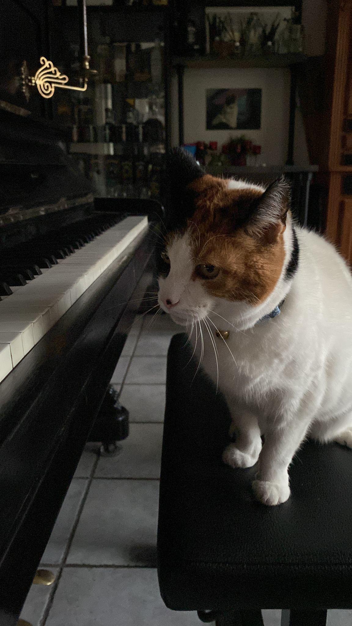 🎵 Sing us a song, you’re the piano cat 🎵 r/cats