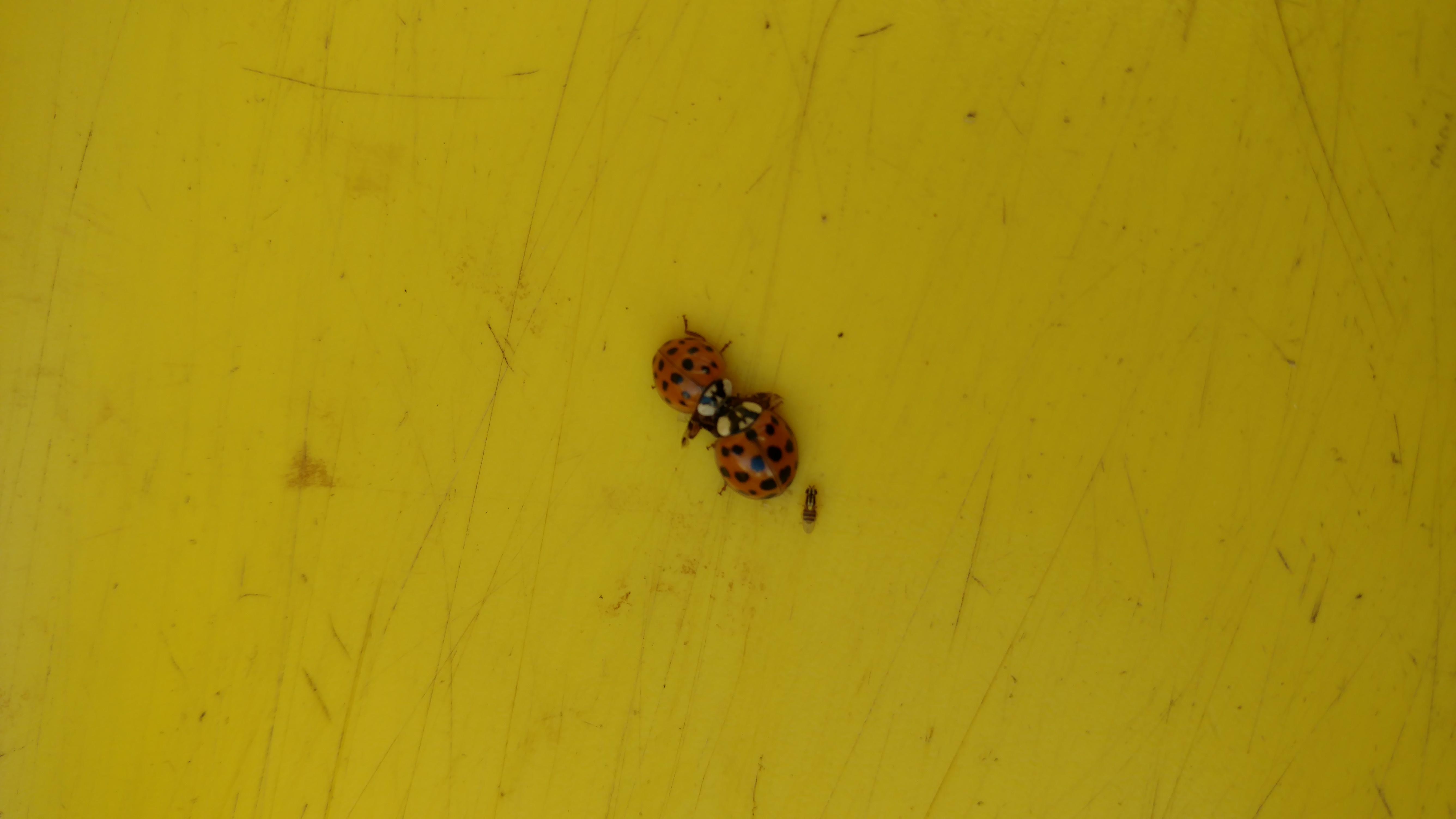 Two lady beetles dining on the body of another bug. r/natureismetal