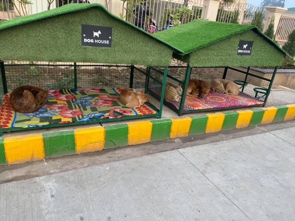 Stray dog houses. Somewhere in India. r/interestingasfuck