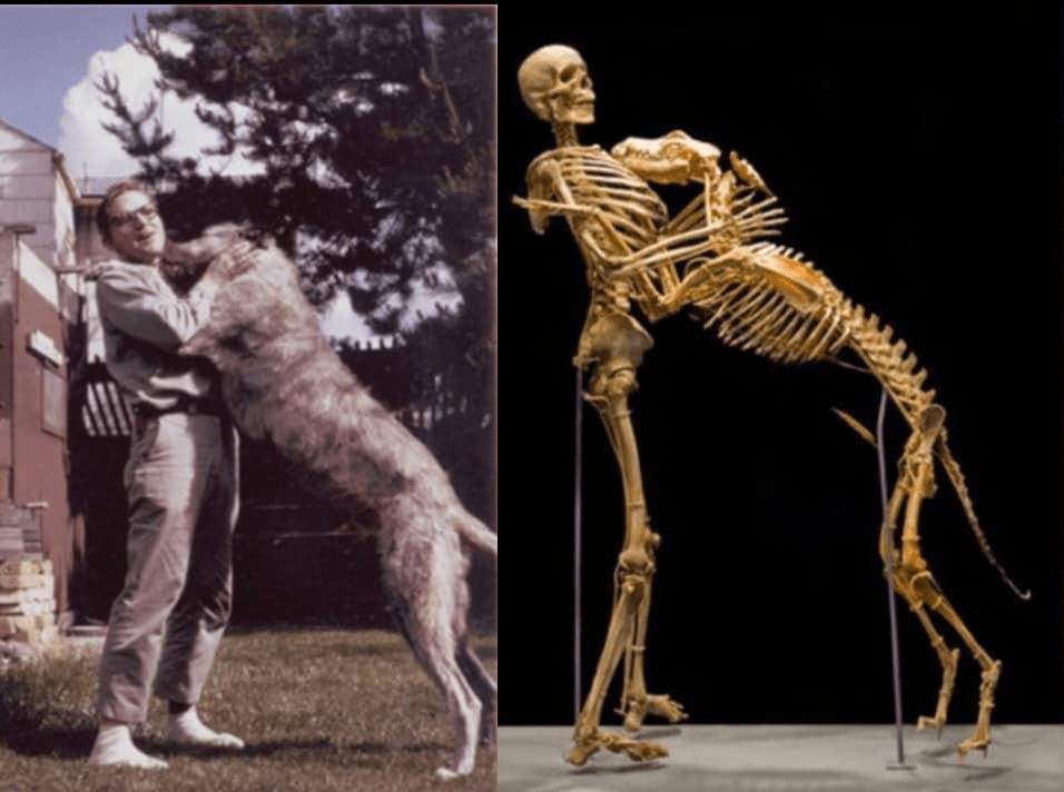 39 Hilarious Grover Krantz Puns Punstoppable 🛑