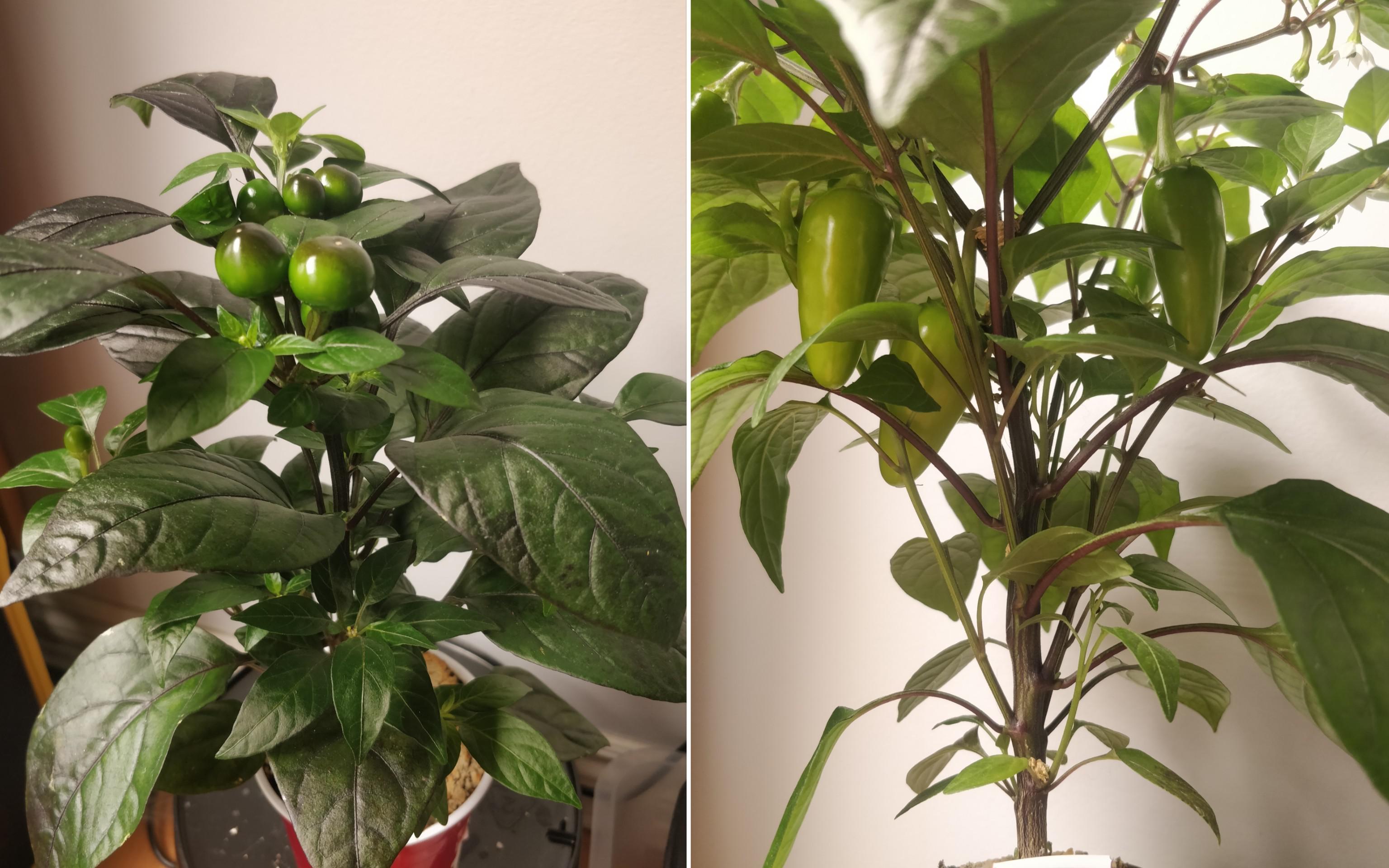 2 black pearl seeds from the same pack. One plant is obviously a cross