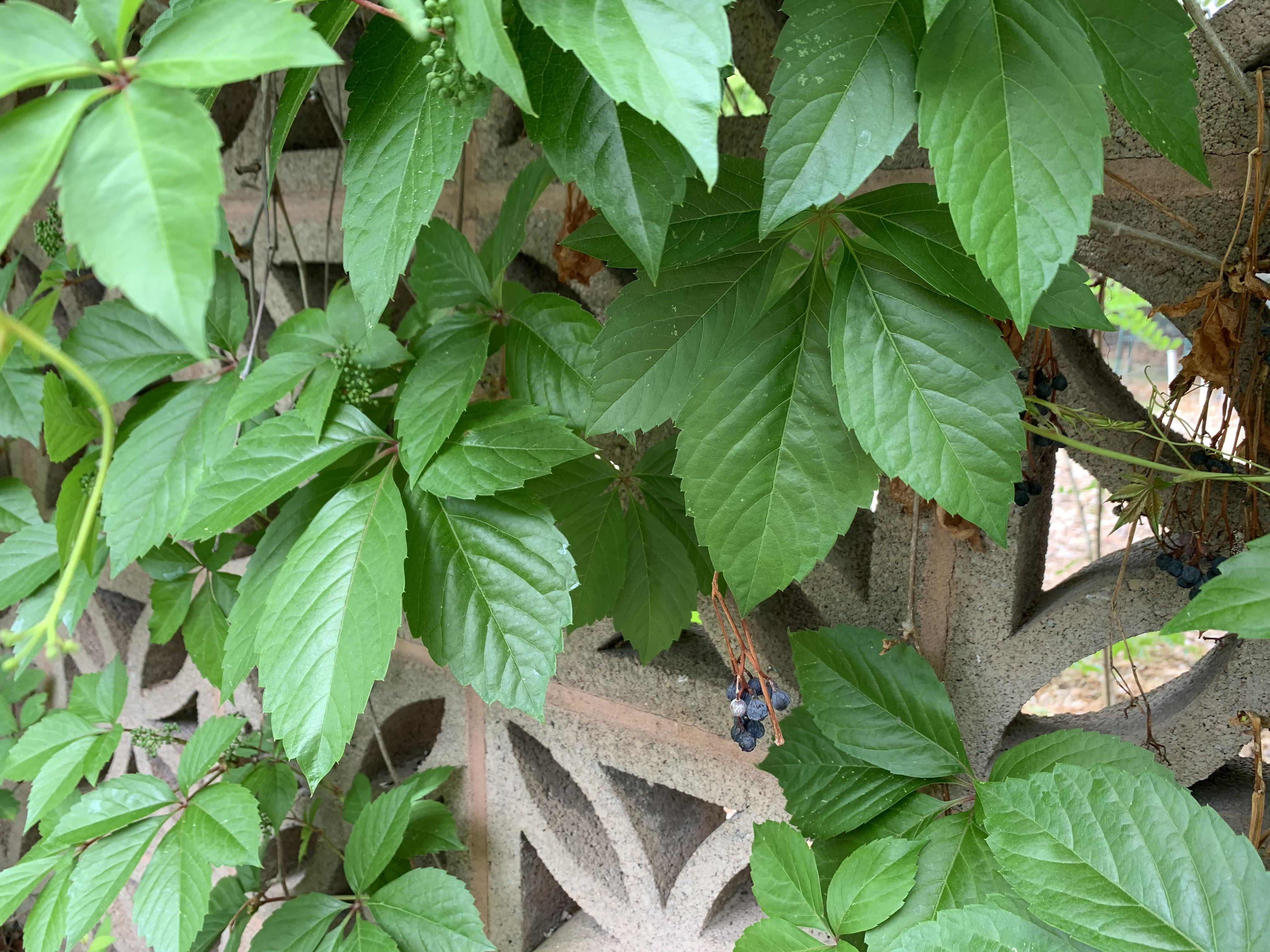 Some kind of vine growing in our backyard, Montana r/PlantIdentification