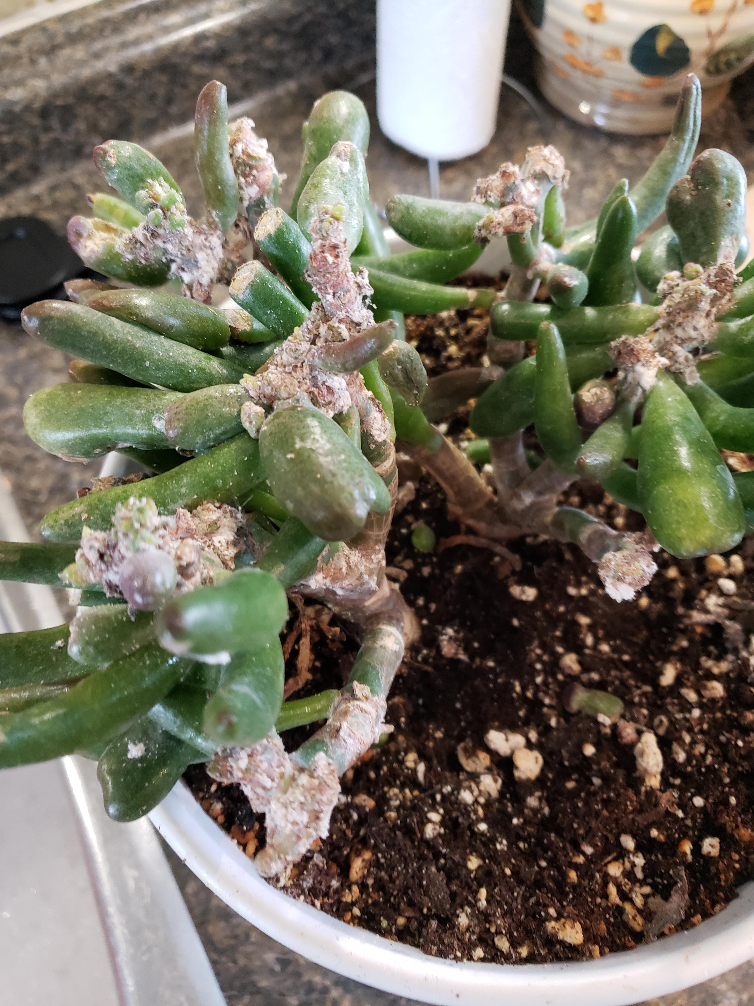 Help.... dont know the plant name or what's wrong with it... seems