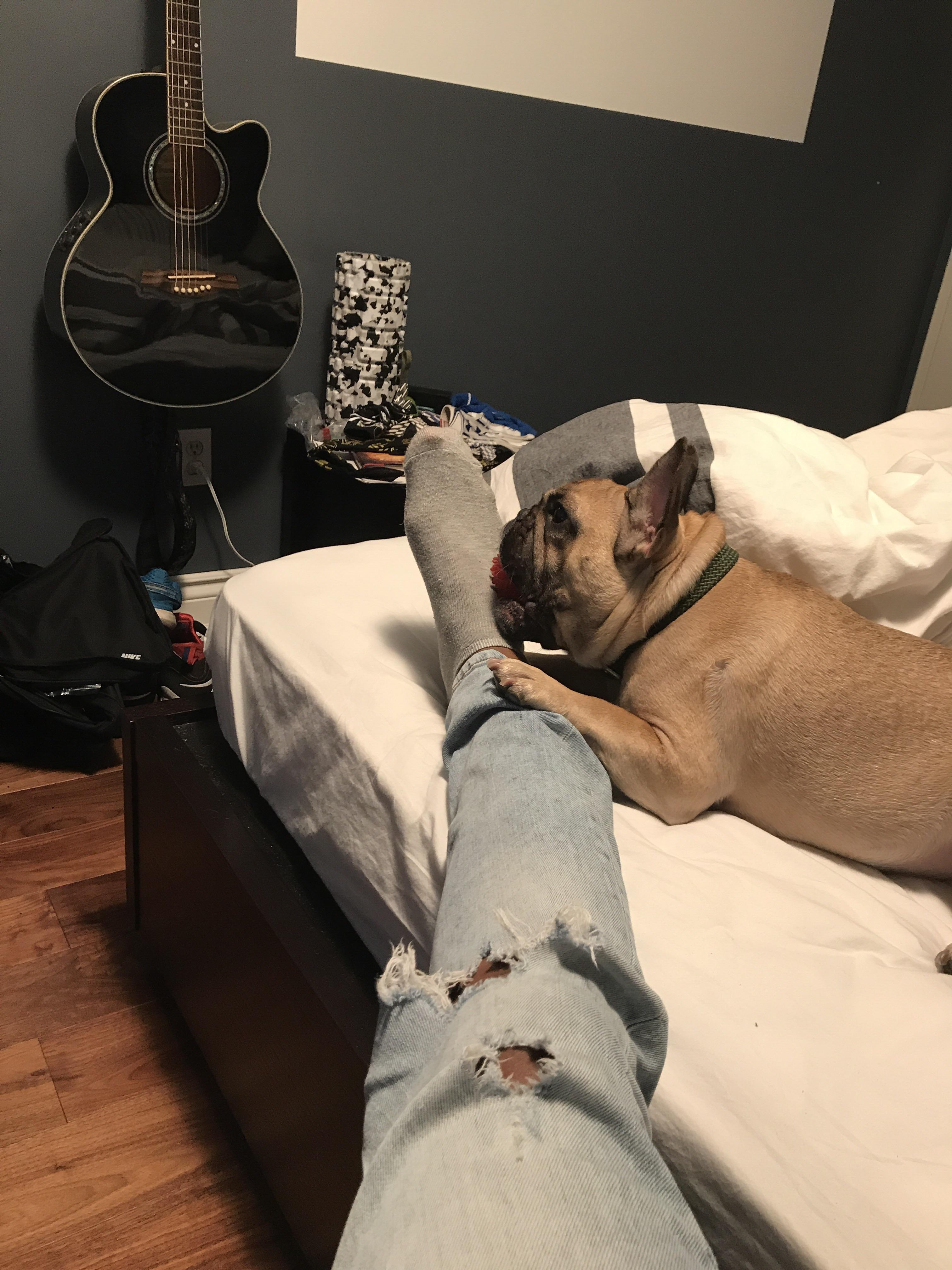 Anyone else's frenchie insist on chewing toys on your feet? r