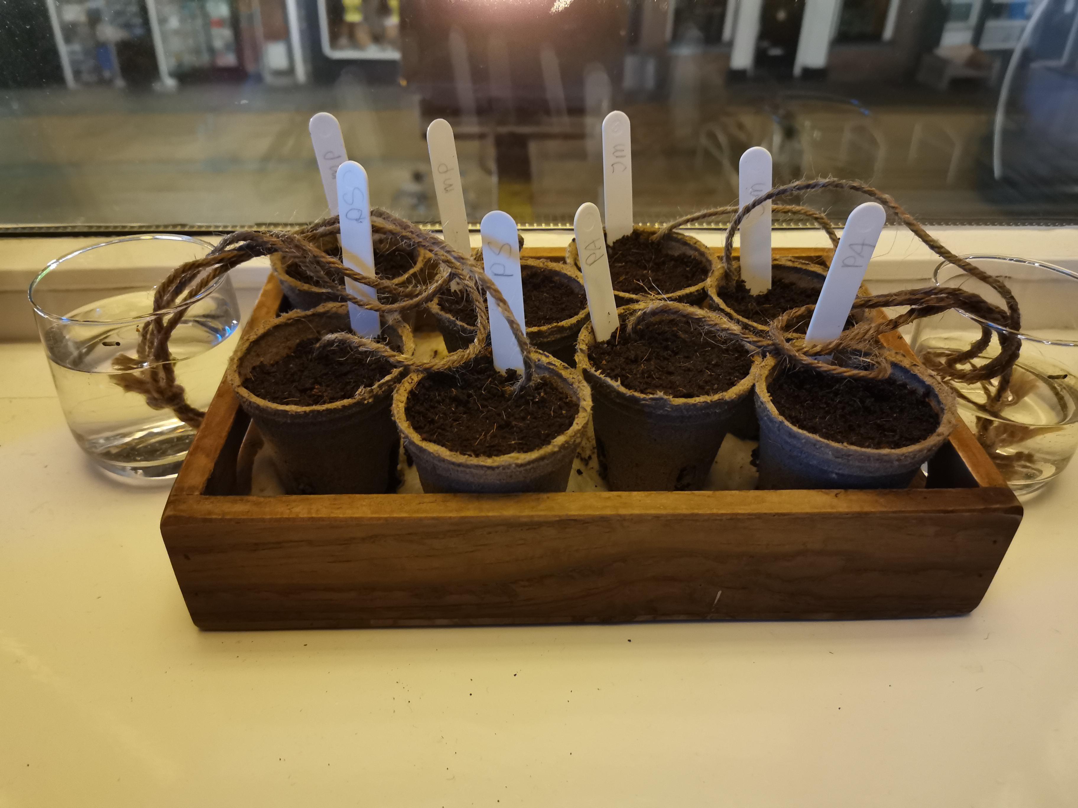 A wateringsystem for the seeds of my Bonsai trees r/creativegardening