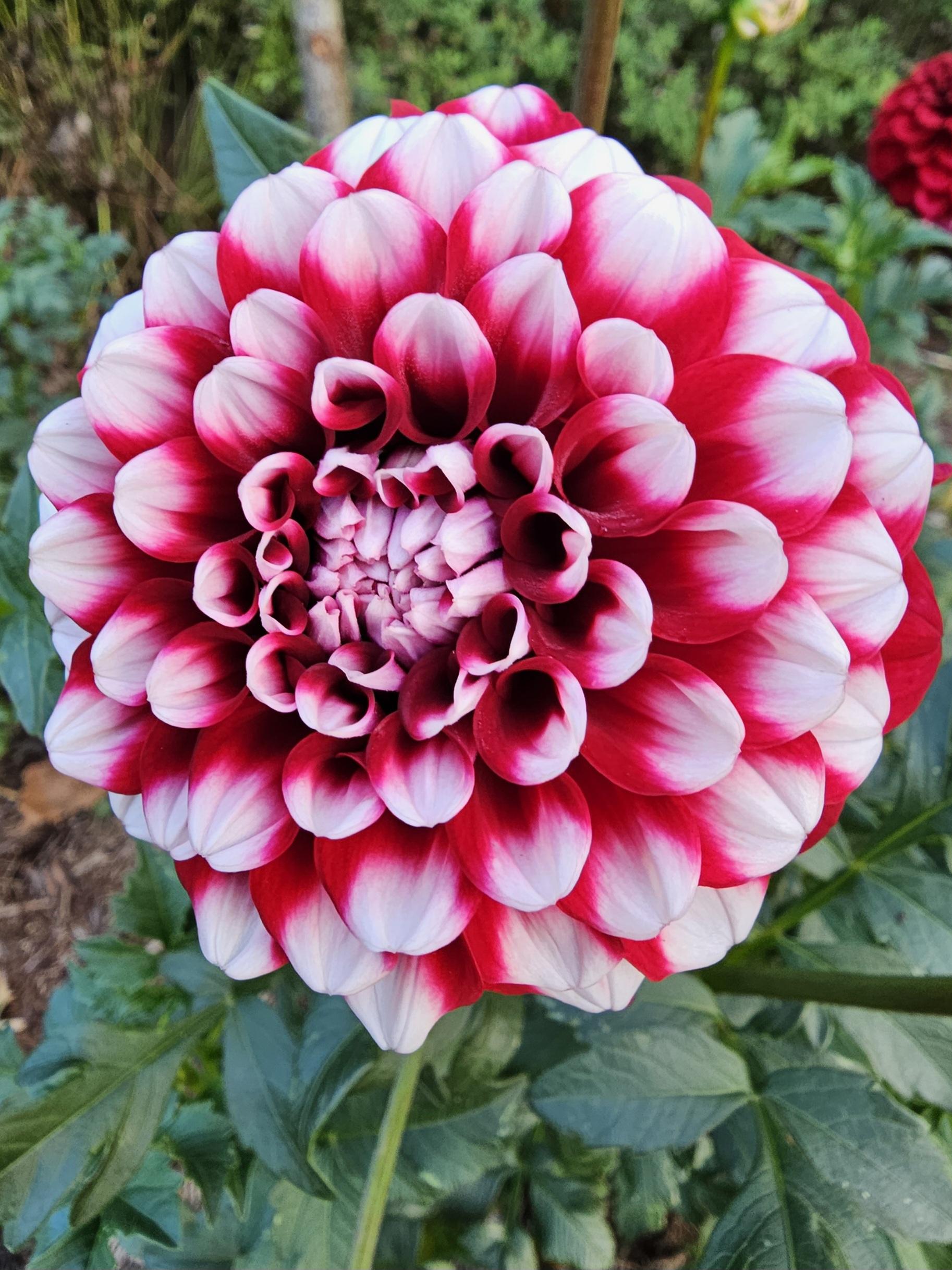 My beautiful dahlias. r/flowers
