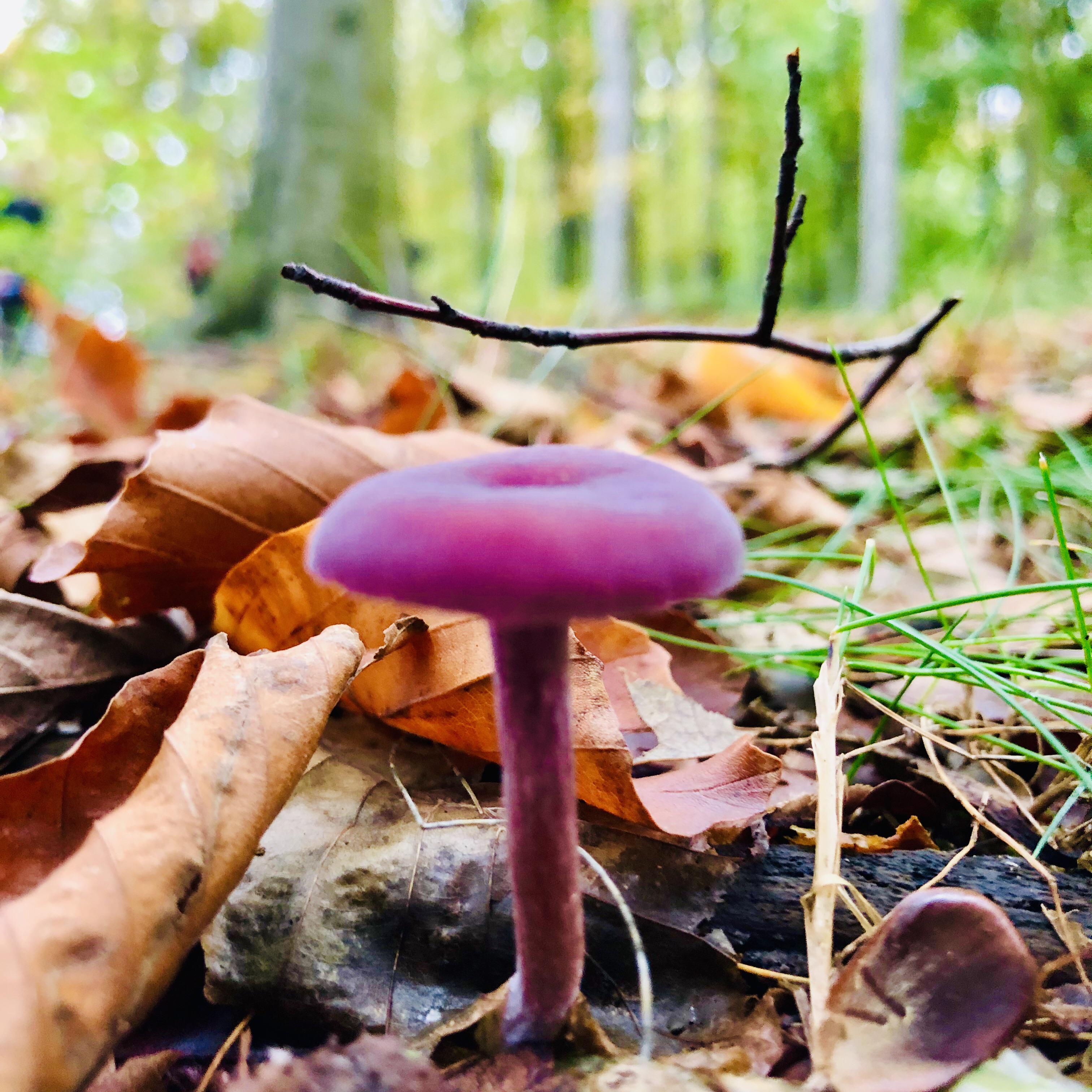 Amethyst Deceiver? Found one of these and then noticed LOADS more beautiful little purple