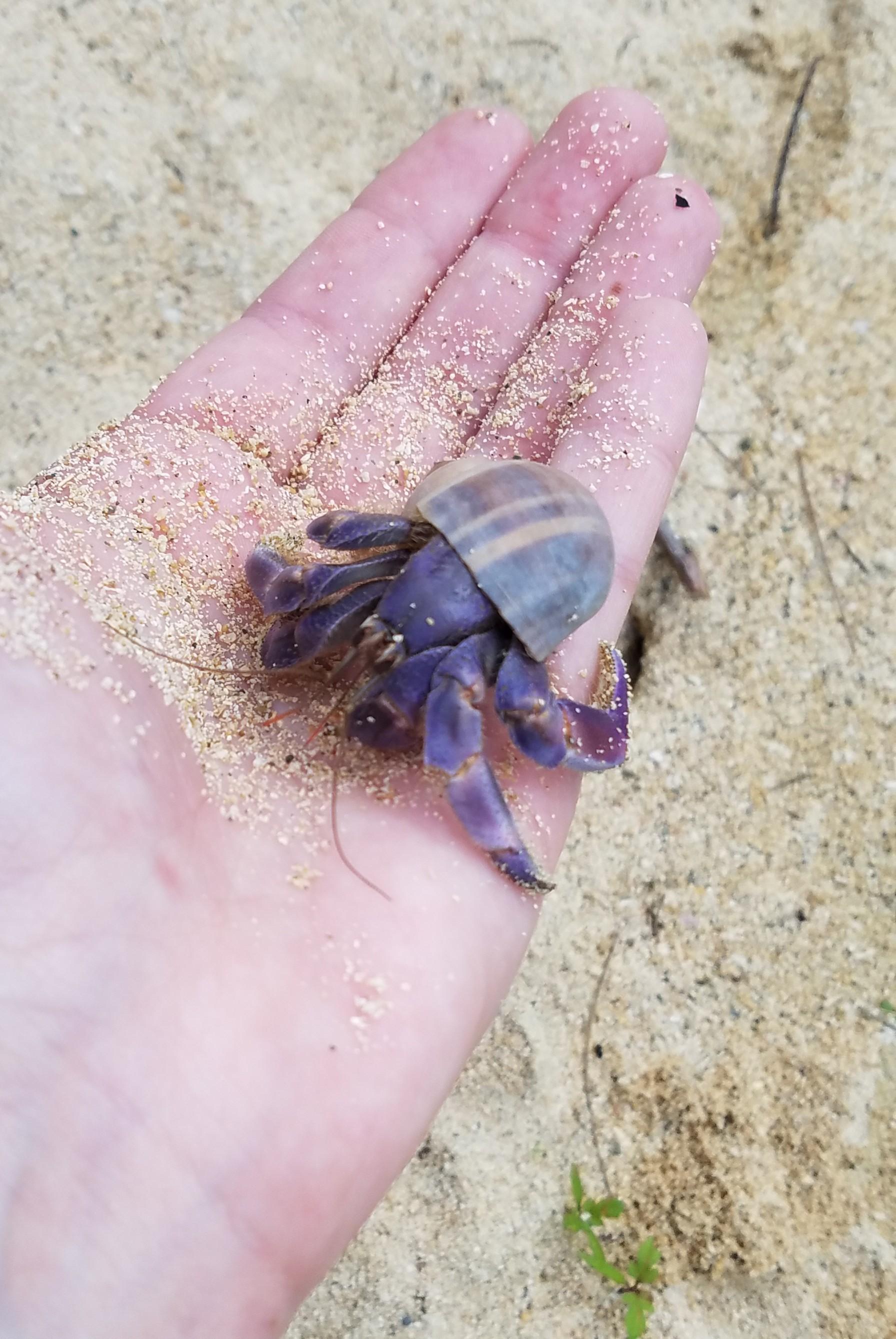Purple hermit crab r/RealLifeShinies
