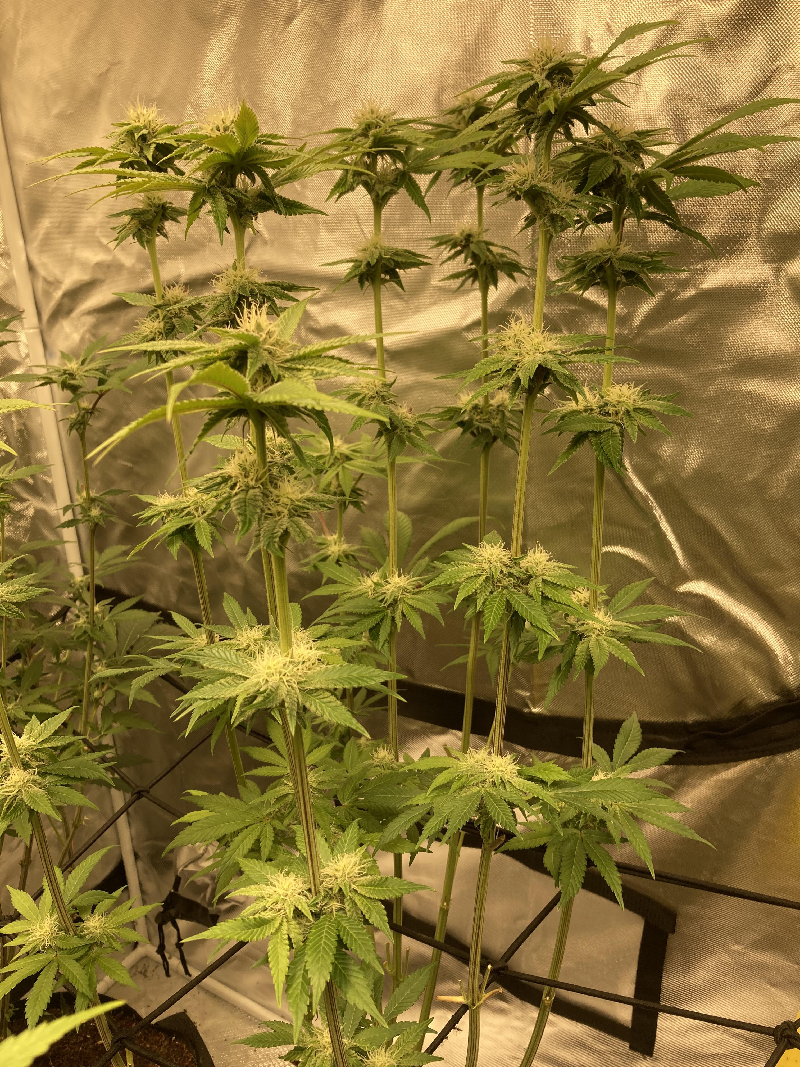 Orange Daiquiri X TK Bx1. F21. One of the most vigorous strain I’ve